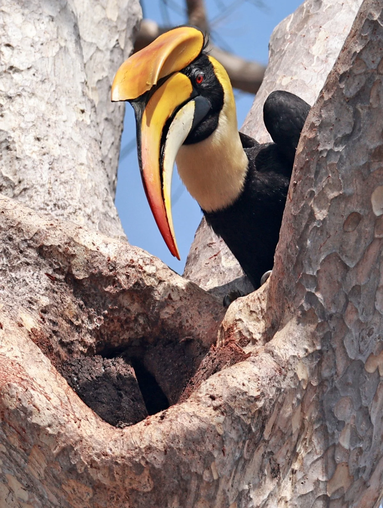 Great hornbill (Buceros bicornis) Pak Chong Mu Si Municipality Feb 2026 (91).jpg