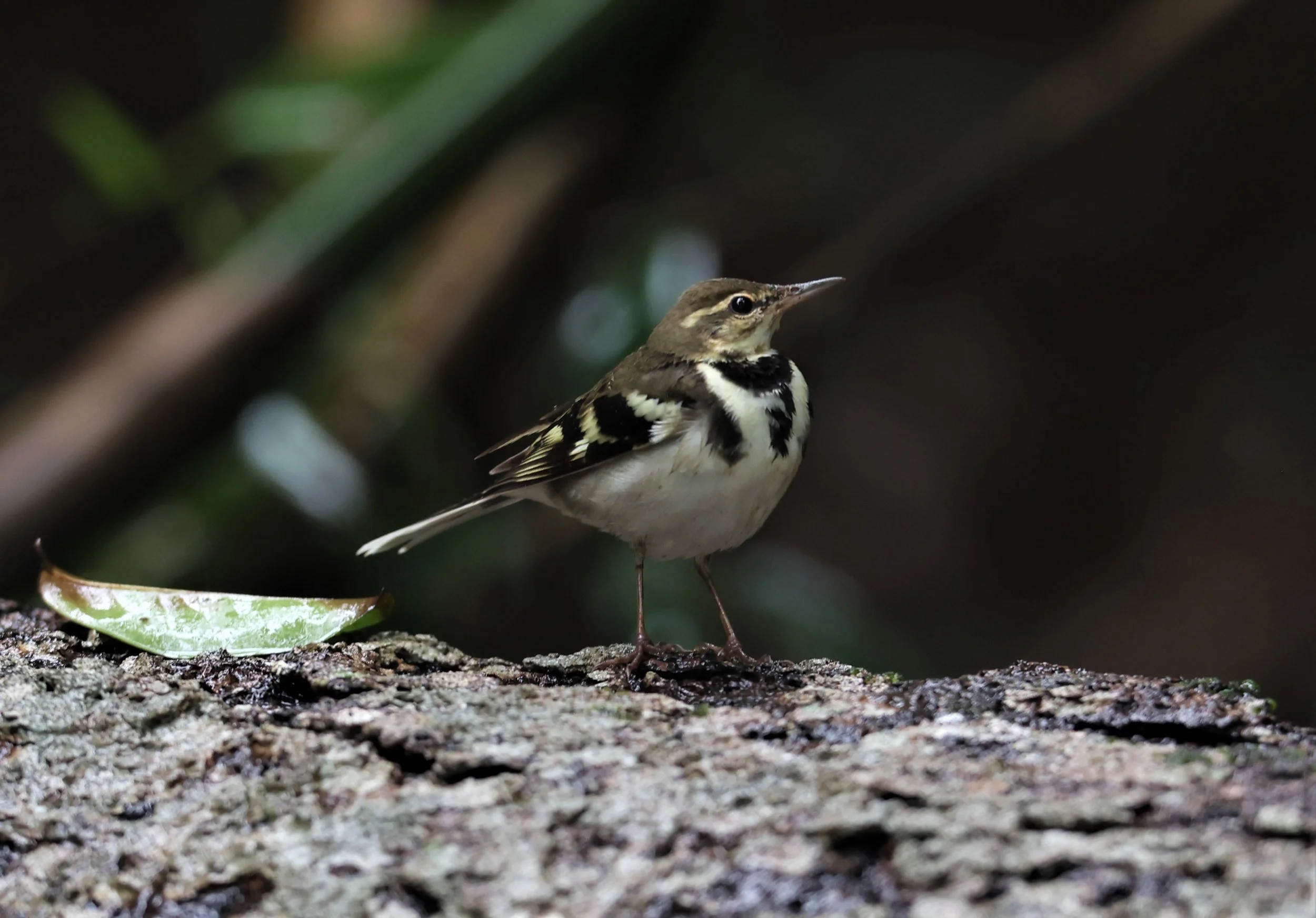 FOREST WAGTAIL - Dendronanthus indicus -KAENG KRACHAN NATIONAL PARK 16 OCT 2021 (31).jpg