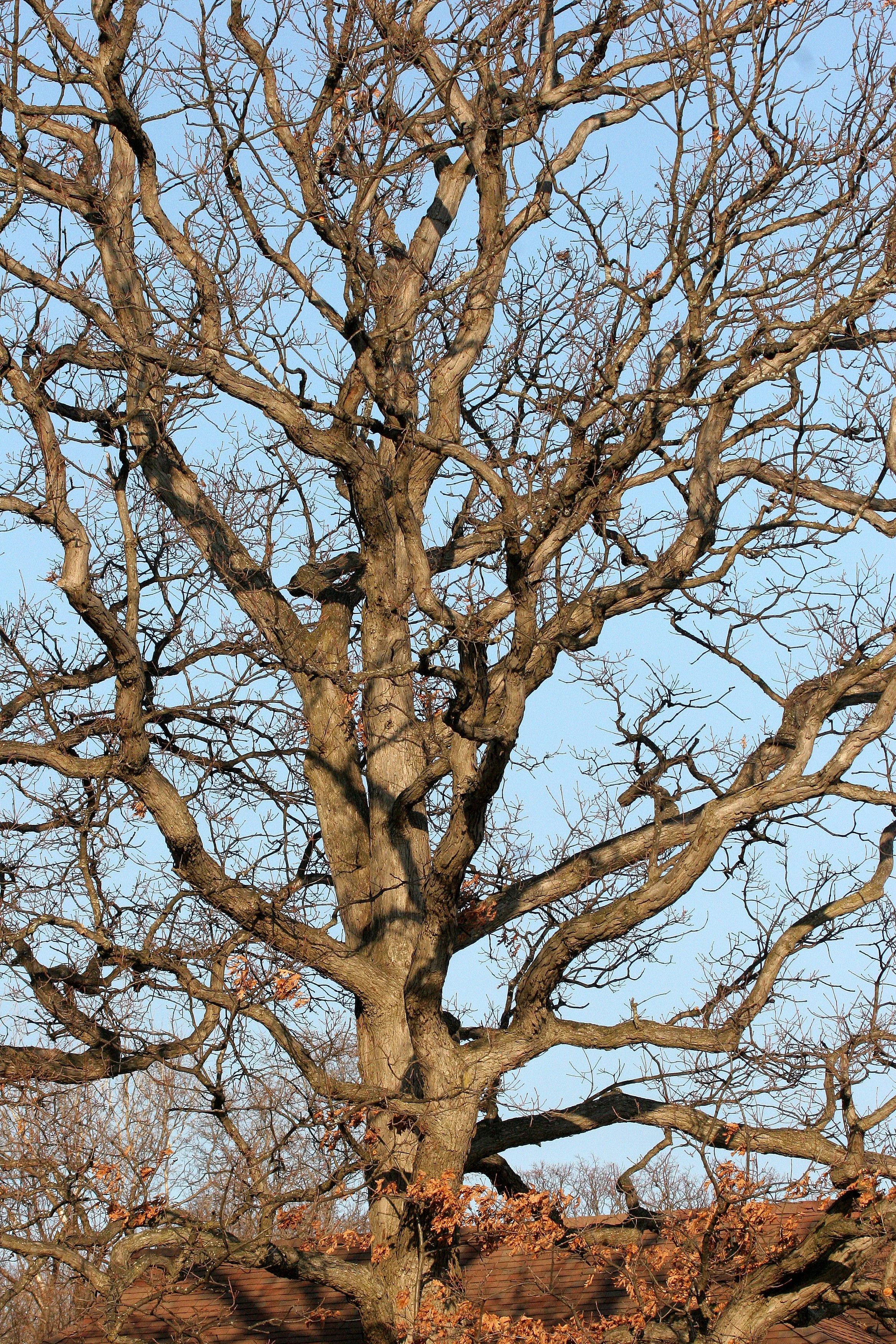 ILLINOIS - 2008-4-2 CHICAGO SPRING TRIP - SPRINGBROOK PRAIRIE PLANTS  (4).JPG