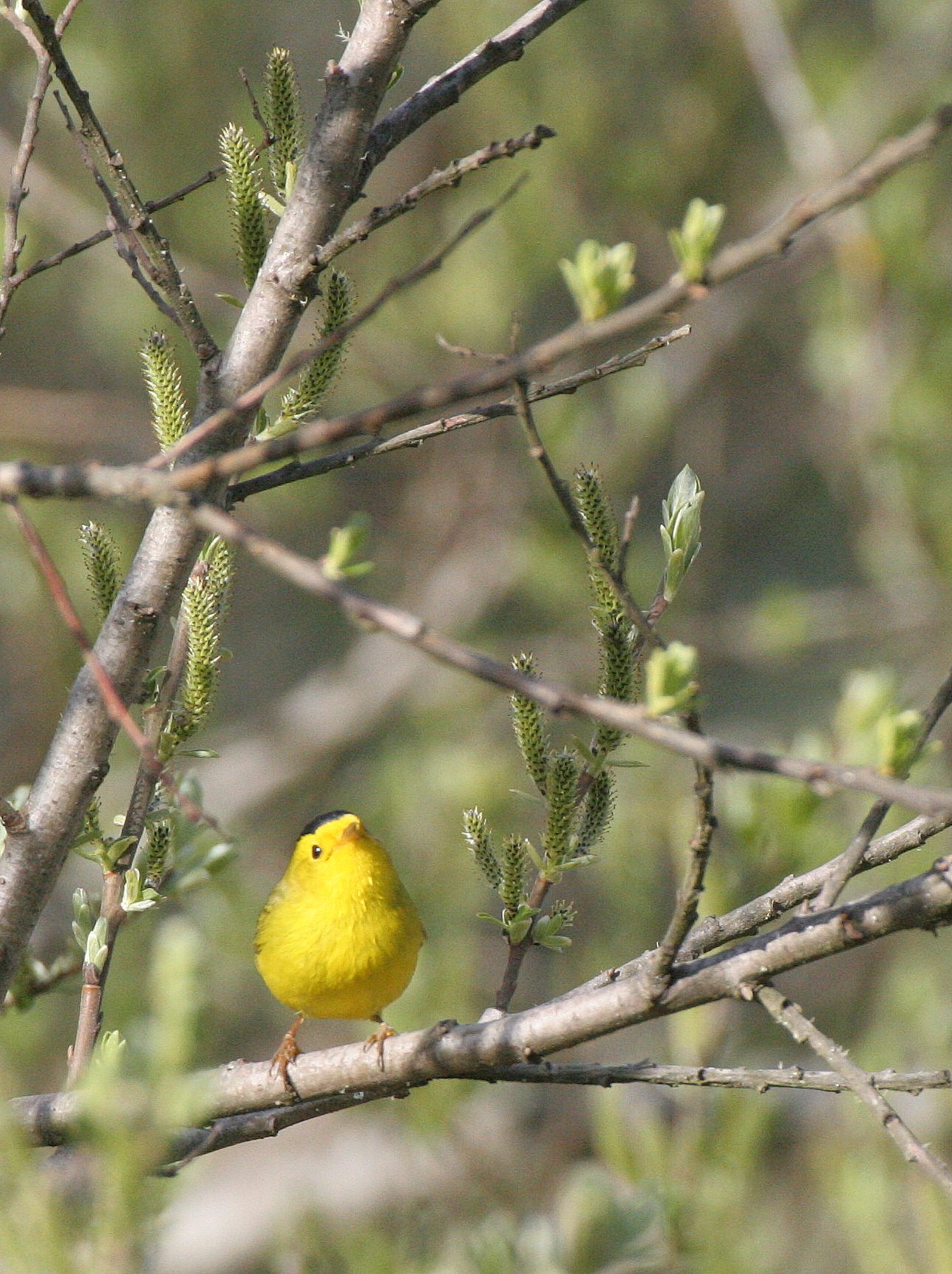 Wilson's warbler (Cardellina pusilla) Lake Farm, Clallam Co. Washington