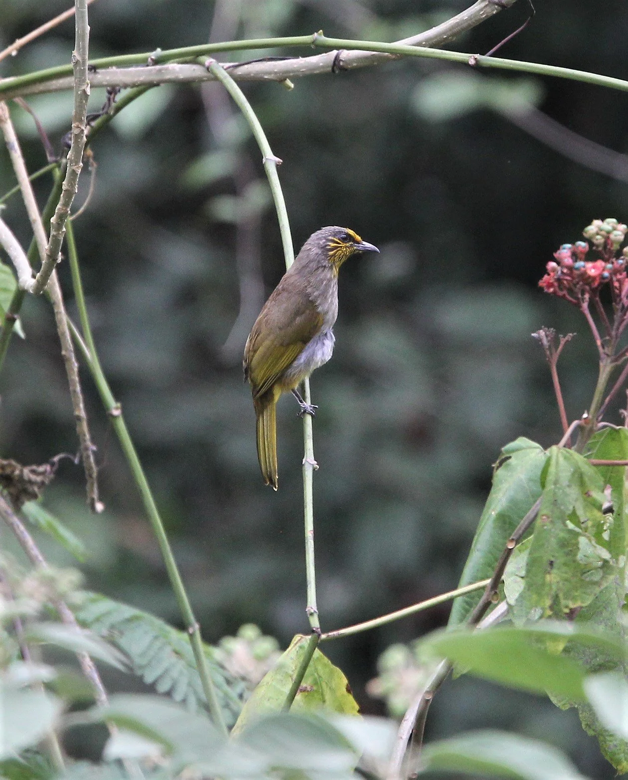 BULBUL - STRIPE-THROATED BULBUL - Pycnonotus finlaysoni -  KAENG KRACHAN NP THAILAND (16).jpg