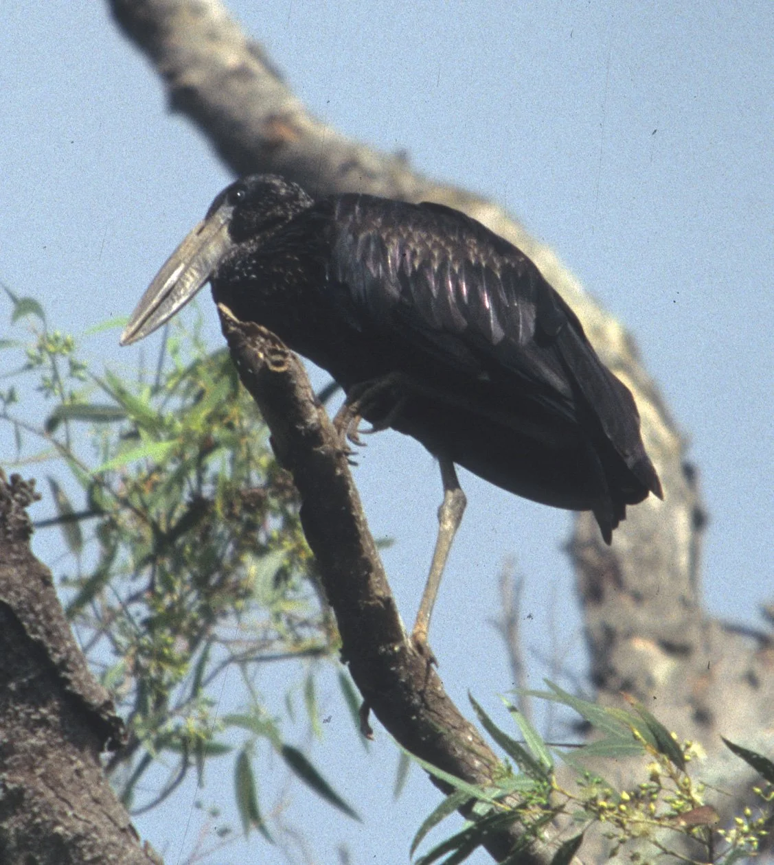 BIRDS - STORK - AFRICAN OPENBILLED - UGANDA AA.jpg