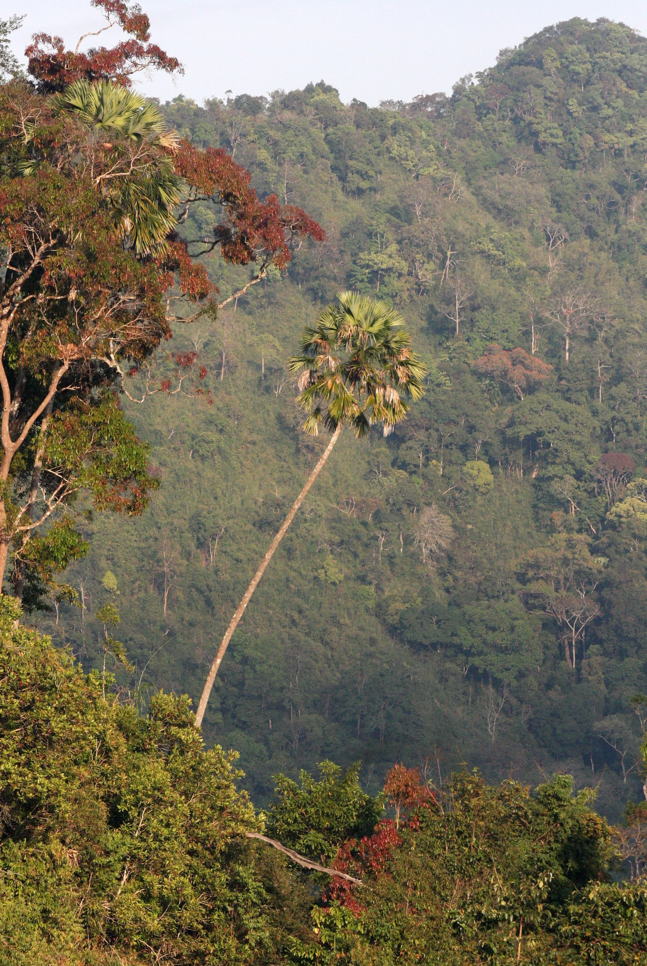 KAENG KRACHAN NATIONAL PARK THAILAND - FOREST SCENES (9).JPG