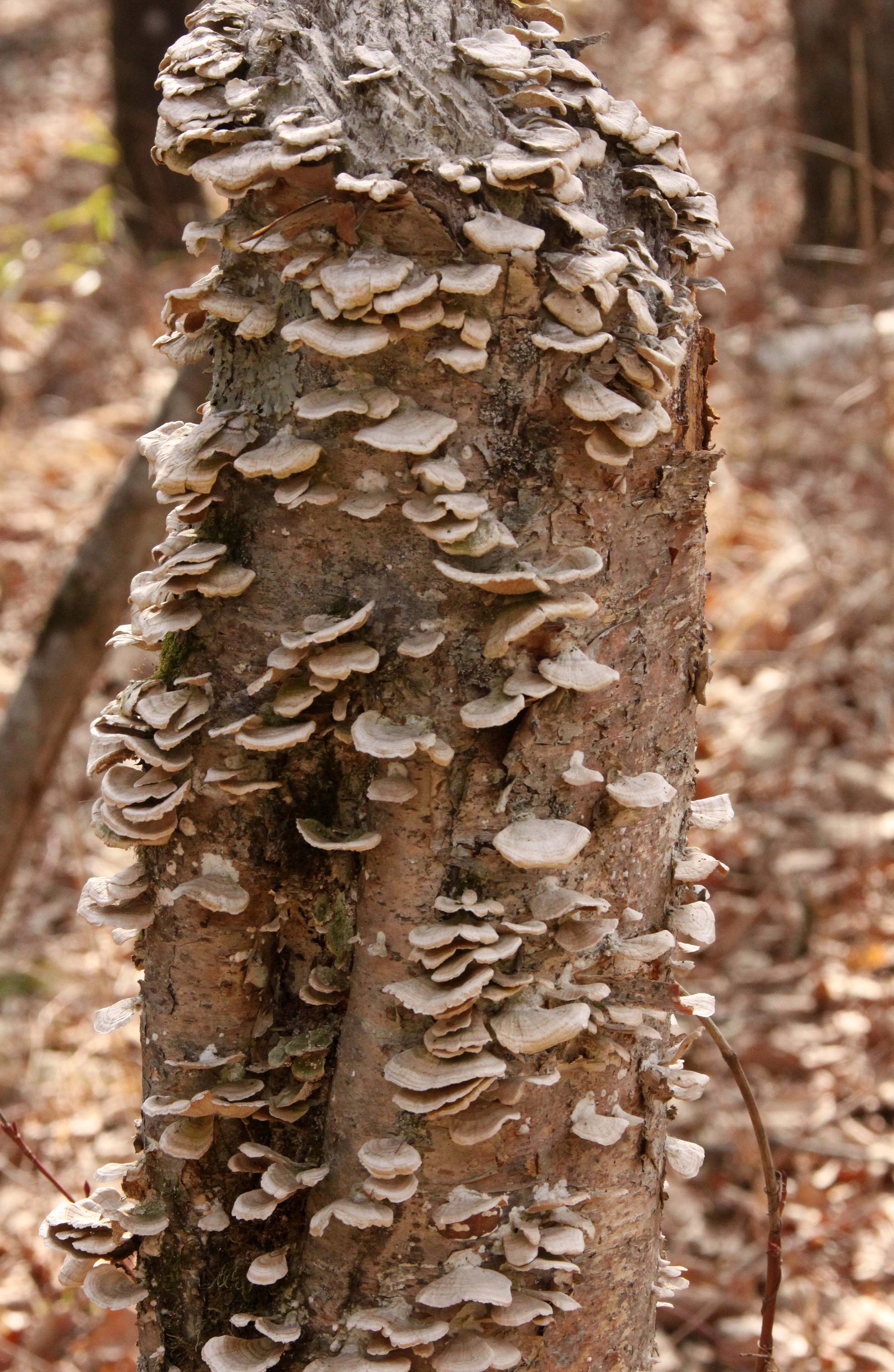 FOPING NATURE RESERVE - SHAANXI PROVINCE CHINA (258).JPG