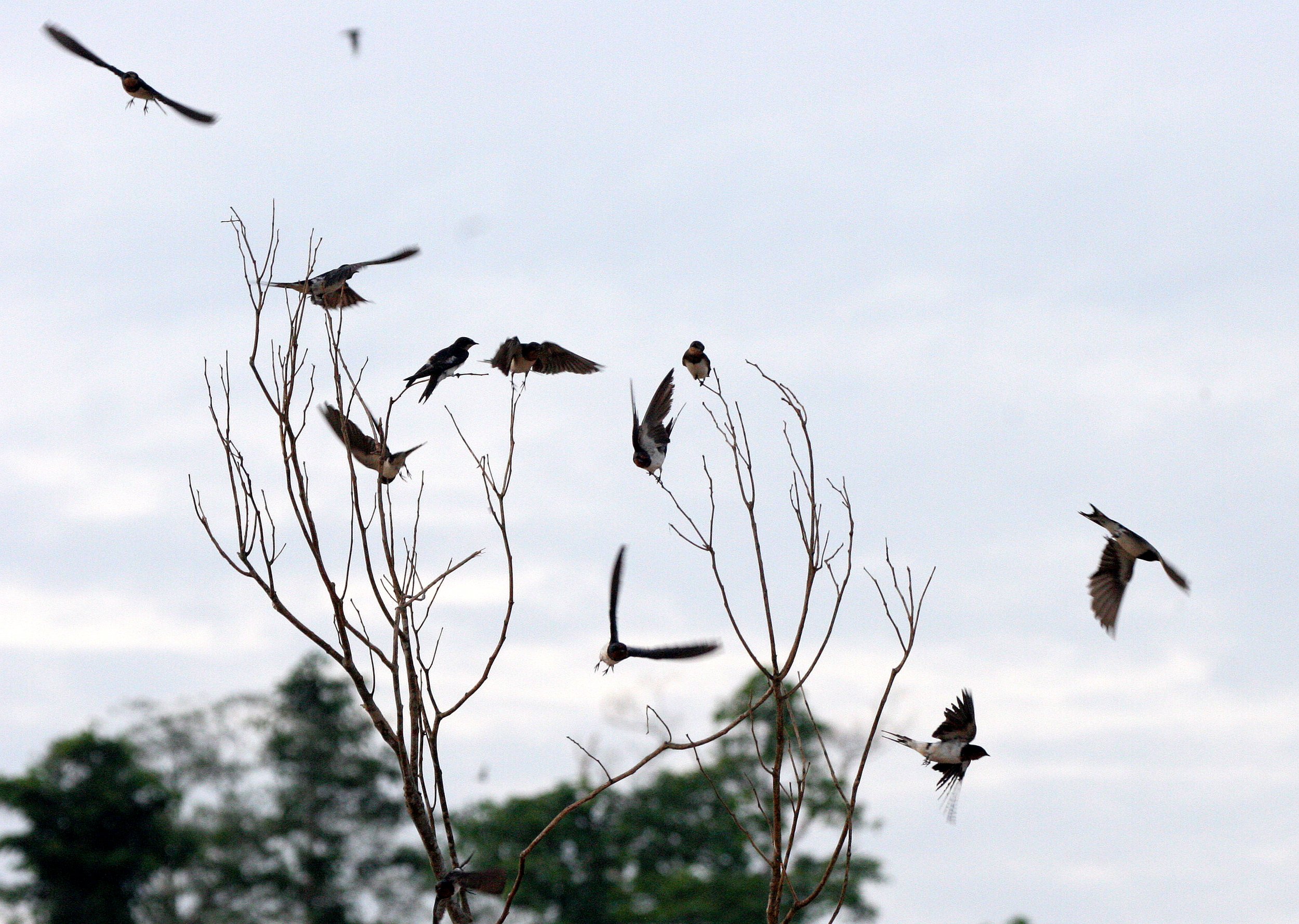 Barn Swallow (Hirundo rustica) Kinabatangan River Borneo (2).JPG