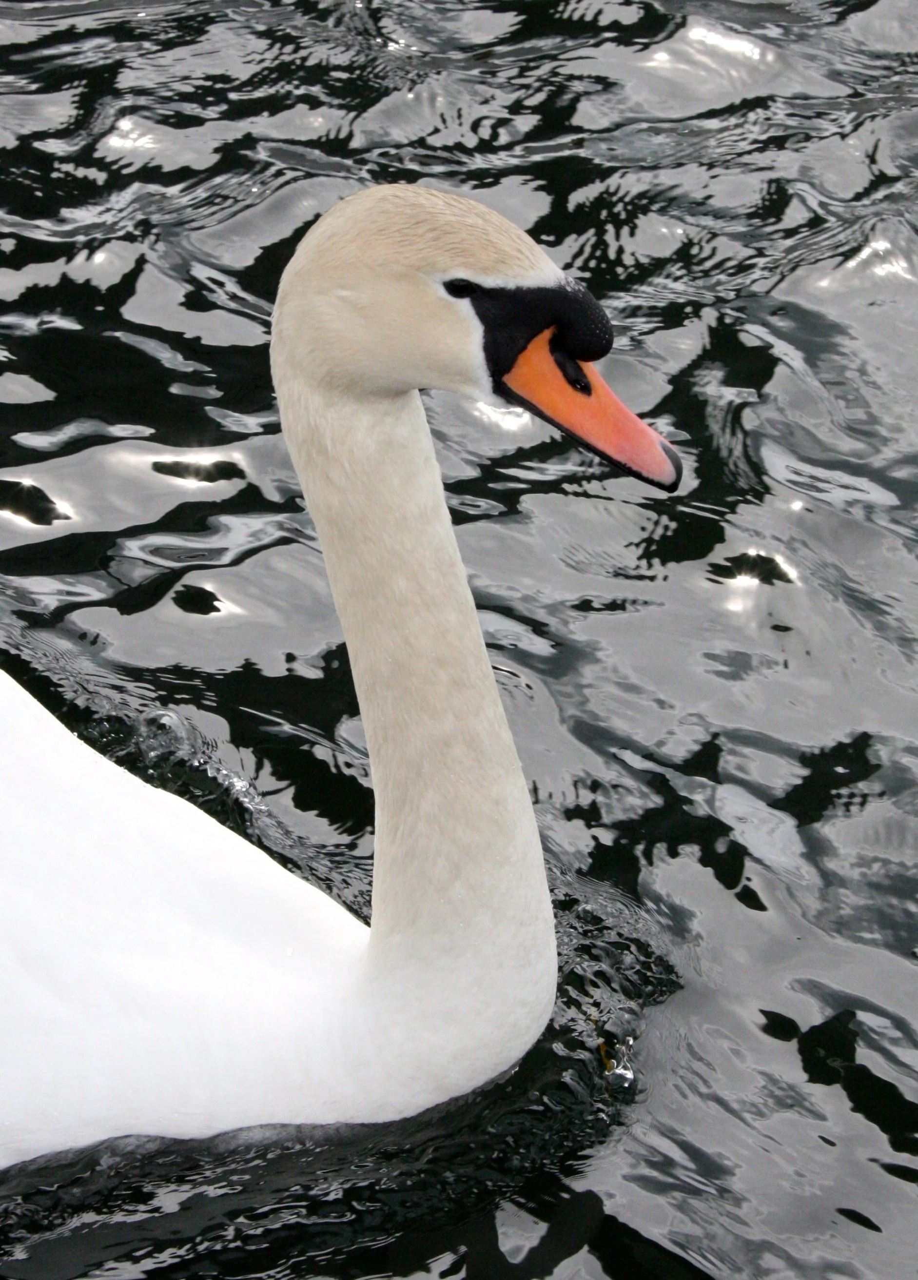 SWAN - MUTE SWAN - Cygnus olor - CAMPBELL RIVER BC (10).JPG