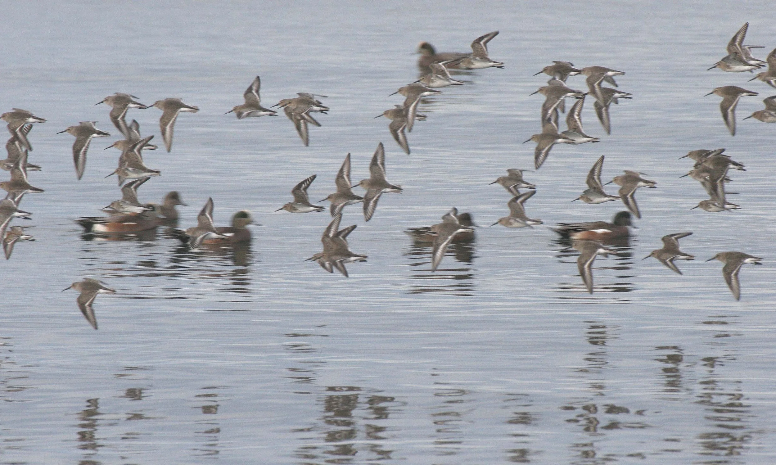 BIRD - DUNLINS - THREE CRABS (2).jpg