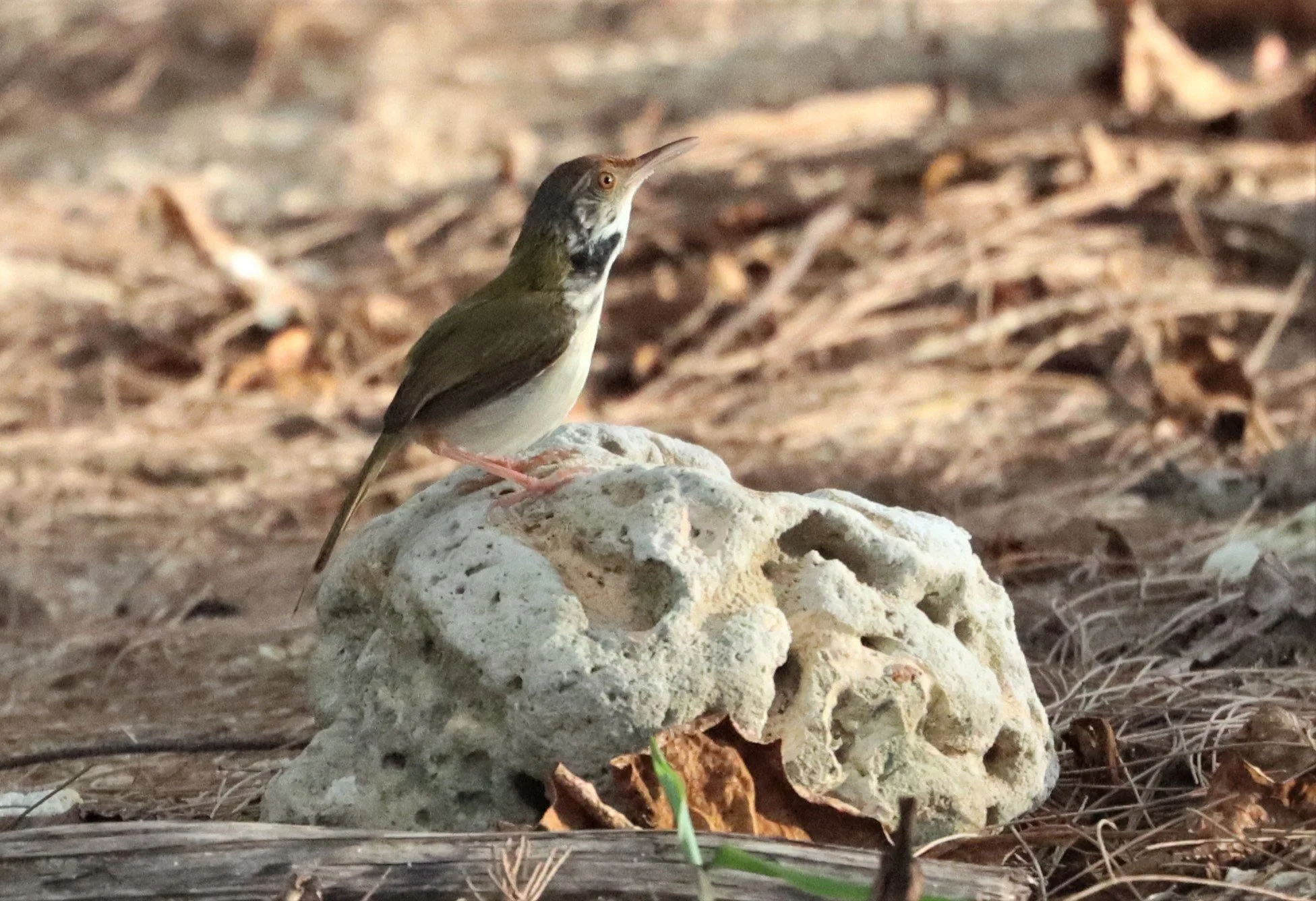 TAILORBIRD - COMMON TAILORBIRD - Orthotomus sutorius - LAEM PAKARAM PHANG NGA PROVINCE (11).jpg