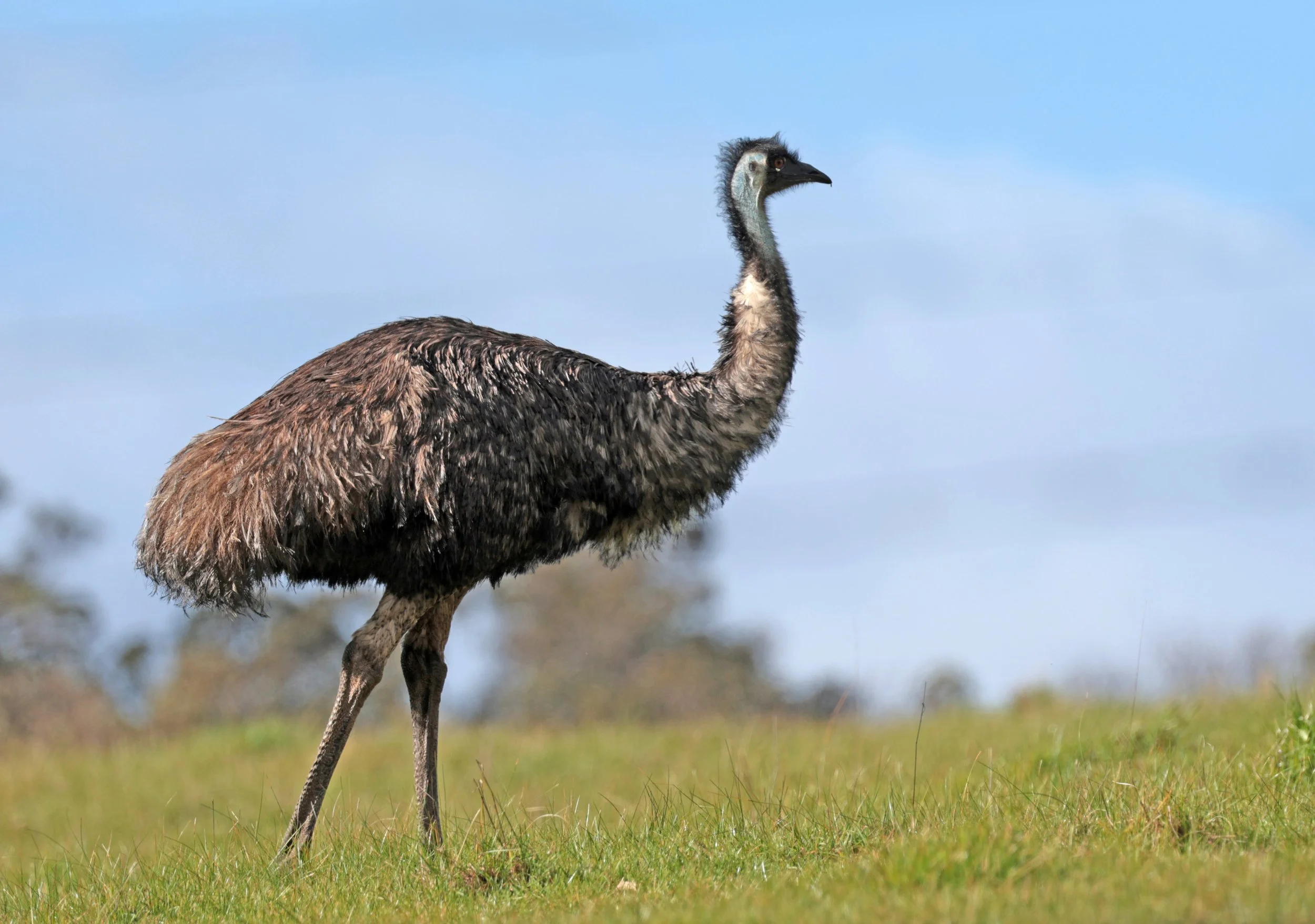 Emu (Dromaius novaehollandiae) Mt Frankland NP - Western Australia (30).jpg