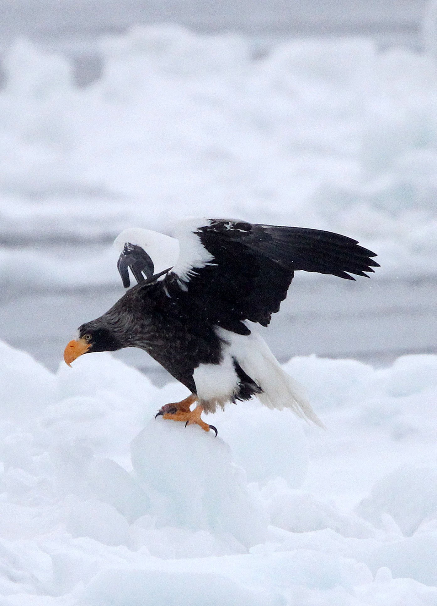 Haliaeetus pelagicus - STELLER'S SEA EAGLE - RAUSU, SHIRETOKO PENINSULA, HOKKAIDO JAPAN (207).JPG