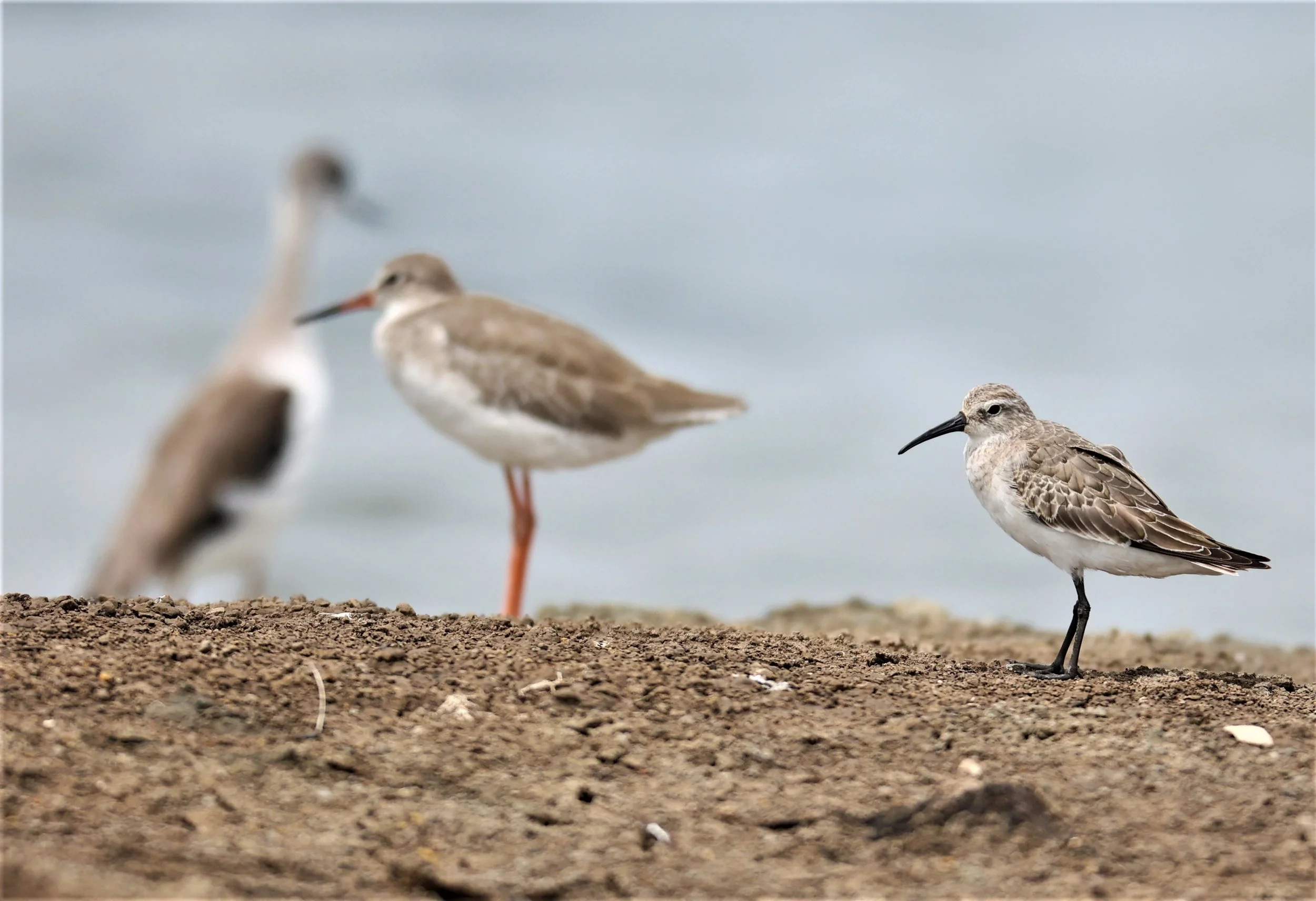 SANDPIPER - CURLEW SANDPIPER - Calidris ferruginea -WITH COMMON REDSHANK - CHACHOENGSAO  SALT PANS  (28).JPG
