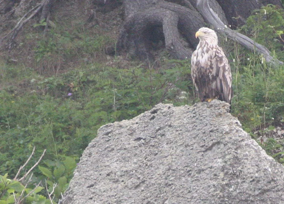 Haliaeetus albicilla - WHITE-TAILED SEA EAGLE - KURIL ISLANDS RUSSIA (46).jpg