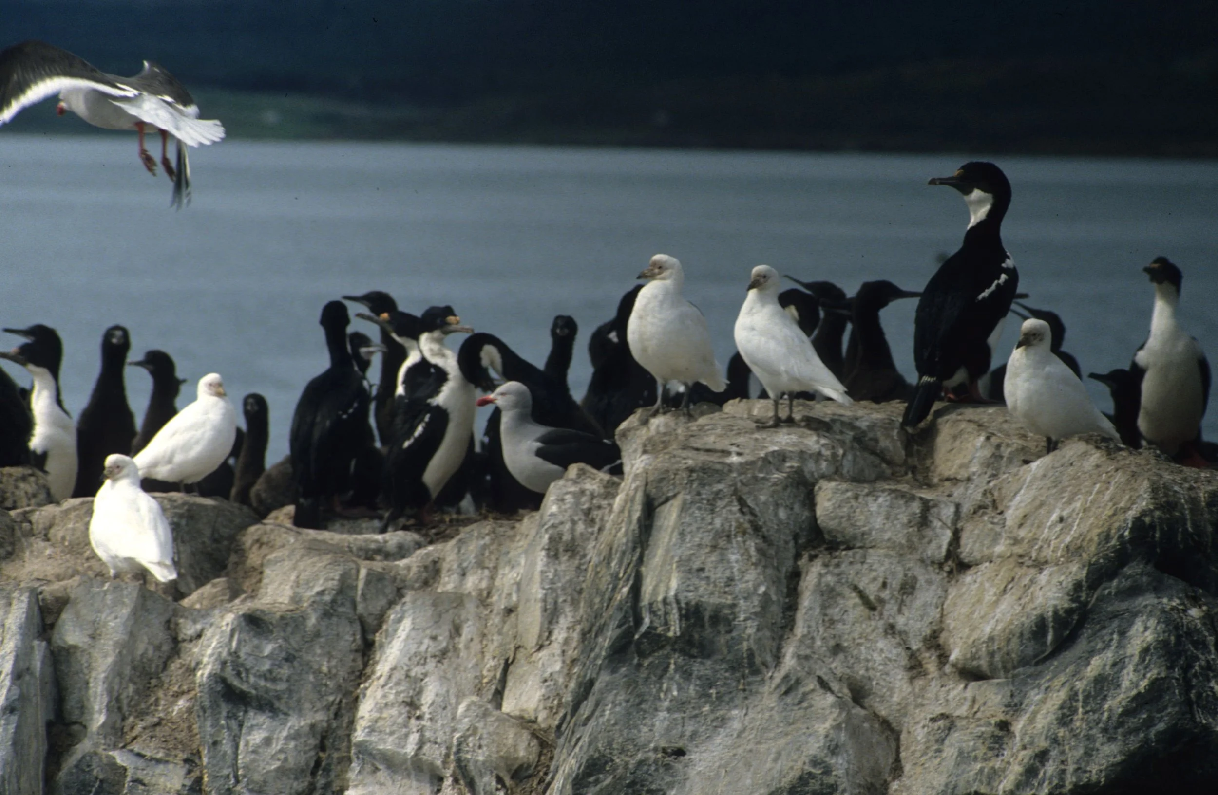 BIRD - SNOWY SHEATHBILL - BLUE EYED CORMORANT - DOLPHIN GULLS.jpg