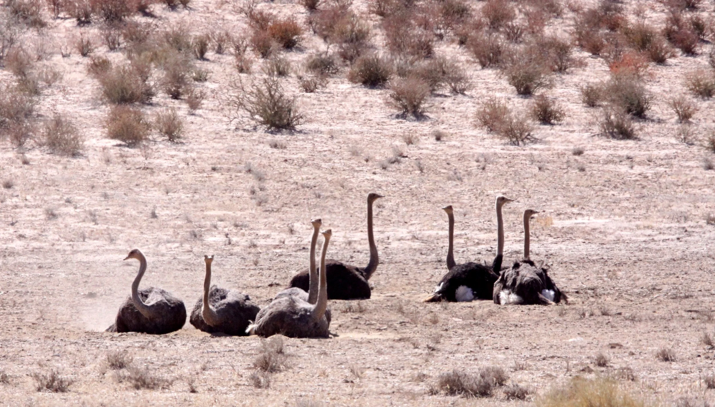 Struthio camelus australis - SOUTH AFRICAN OSTRICH - KGALAGADI NATIONAL PARK SOUTH AFRICA (1).JPG