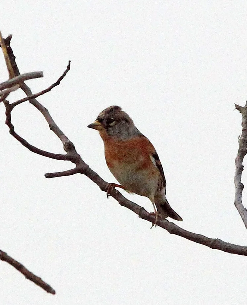 Brambling (Fringilla montifringilla) Poyang Lake, Jiangxi Province, China (7).JPG