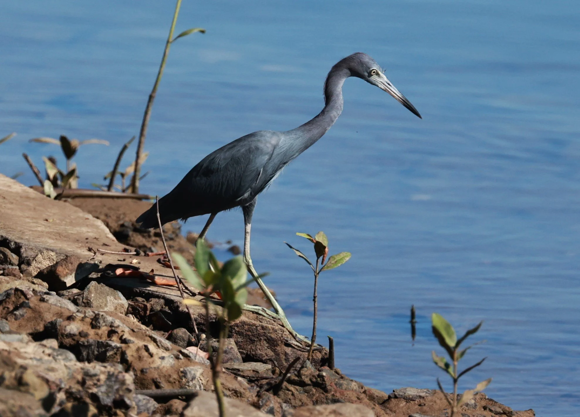 Heron - Little Blue Heron - Egretta caerulea - Illeus, Bahia Brazil, Una Township Area (13).JPG