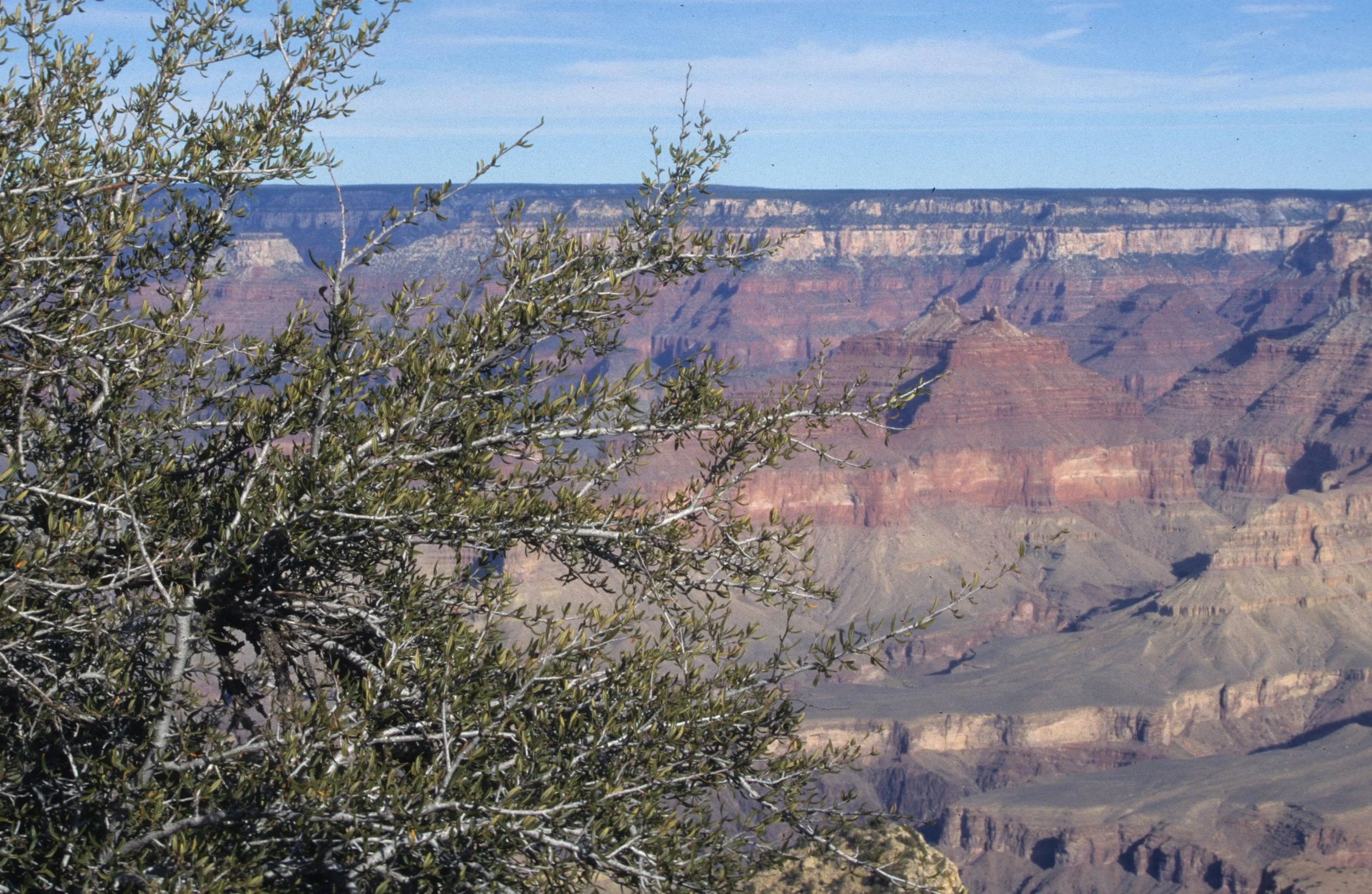 ARIZONA - GRAND CANYON - SOUTH RIM VIEW - CERCOCARPUS MONTANUS - MOUNTAIN MAHOGANY.jpg