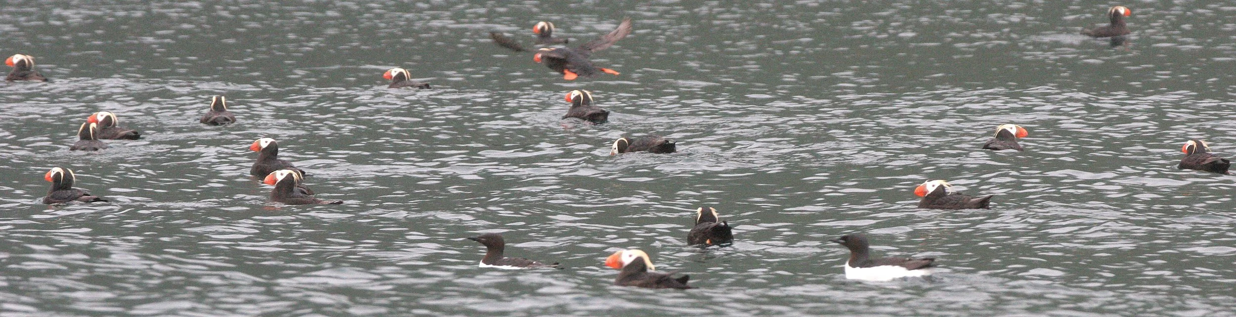 Fratercula cirrhata - TUFTED PUFFIN - KAMCHATKA COAST (2).jpg