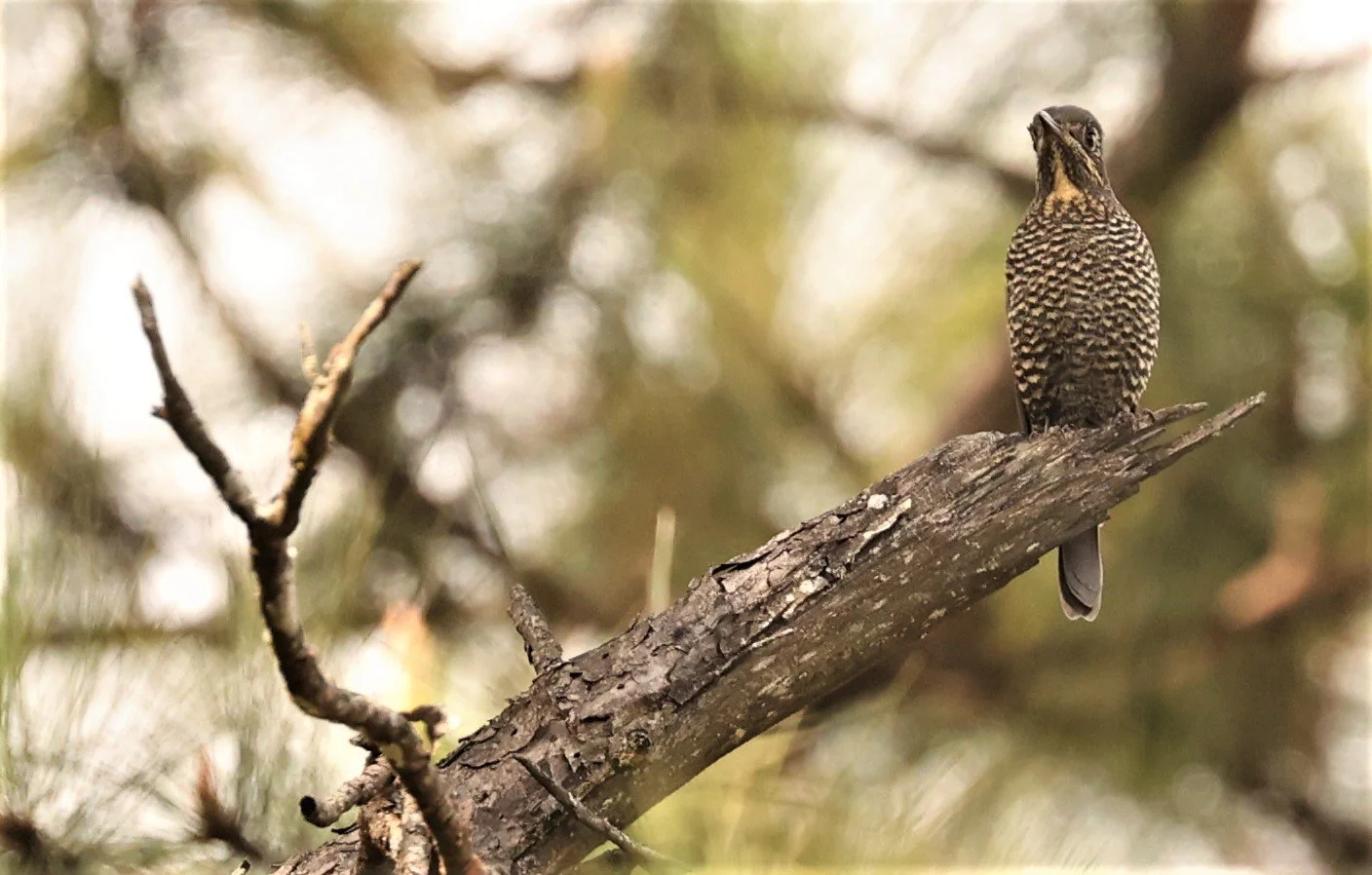 ROCK-THRUSH - CHESTNUT-BELLIED ROCK-THRUSH - Monticola rufiventris - KIEW LOM CAMPGROUND, DOI PHA HOM POK NATIONAL PARK CHIANG MAI (6).jpg