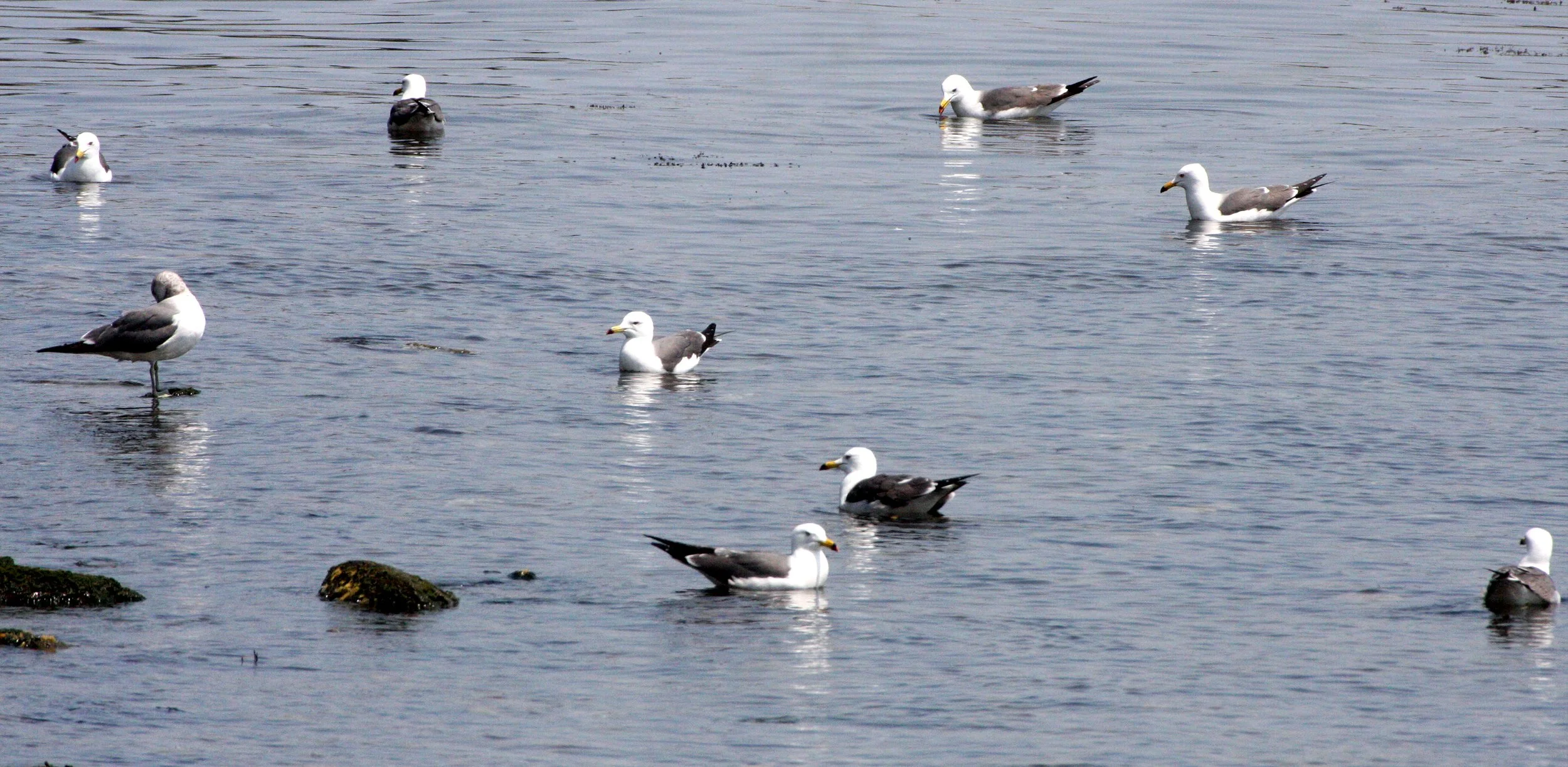 BIRD - GULL - BLACK-TAILED GULL - KAWAUCHI JAPAN (5).JPG