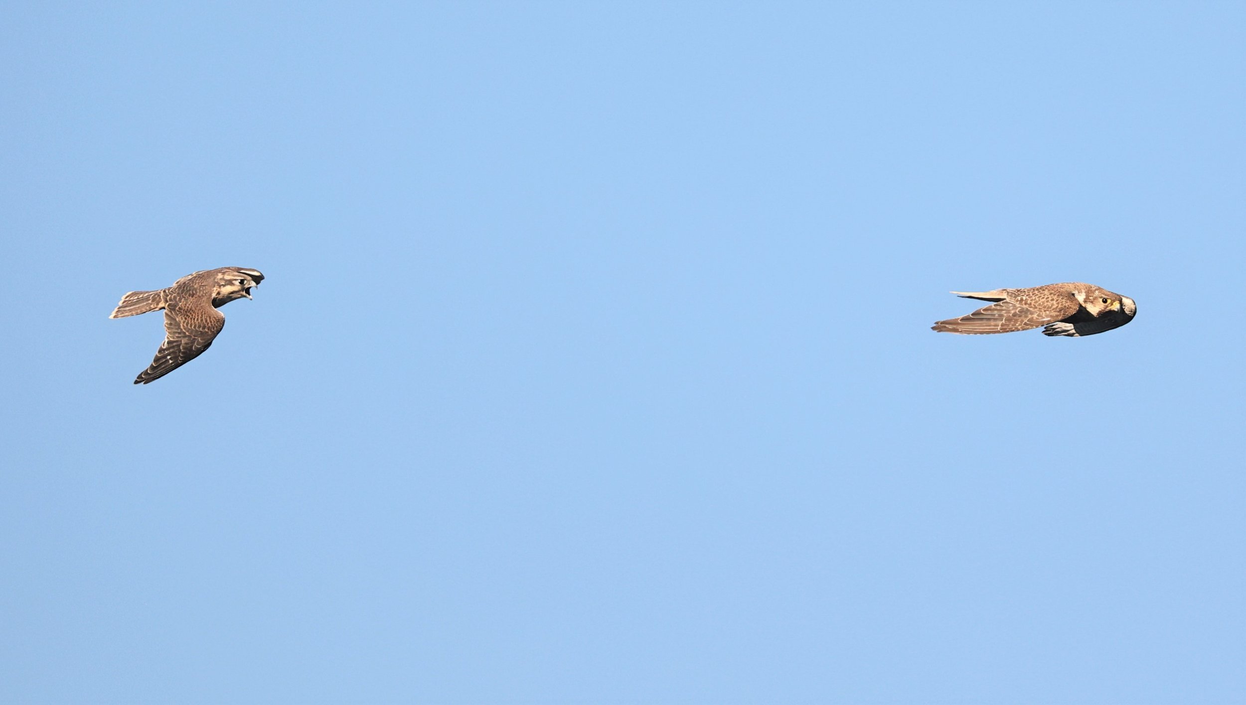 Falco mexicanus - PRAIRIE FALCON - MORLEY NELSON SNAKE RIVER BIRDS OF PREY NRA (60).jpg
