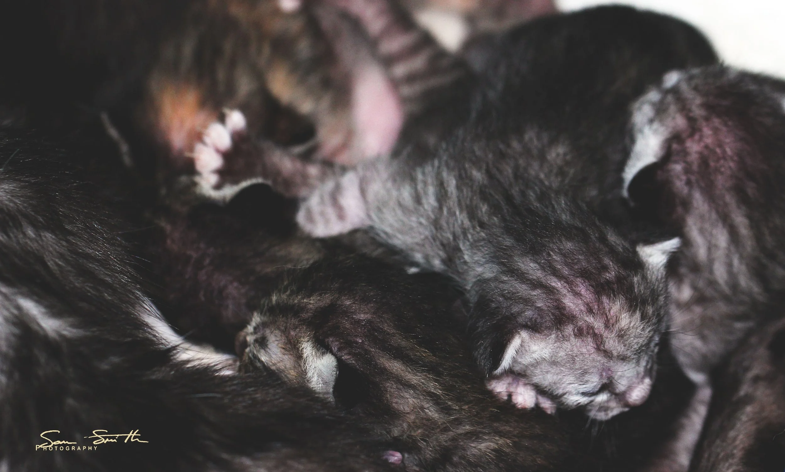 2017 Graffiti Tour in Bangkok (554).JPG