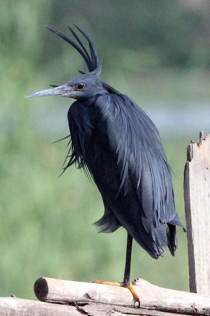 HERON - BLACK HERON - Egretta ardesiaca - LAKE AWASSA ETHIOPIA (5).JPG