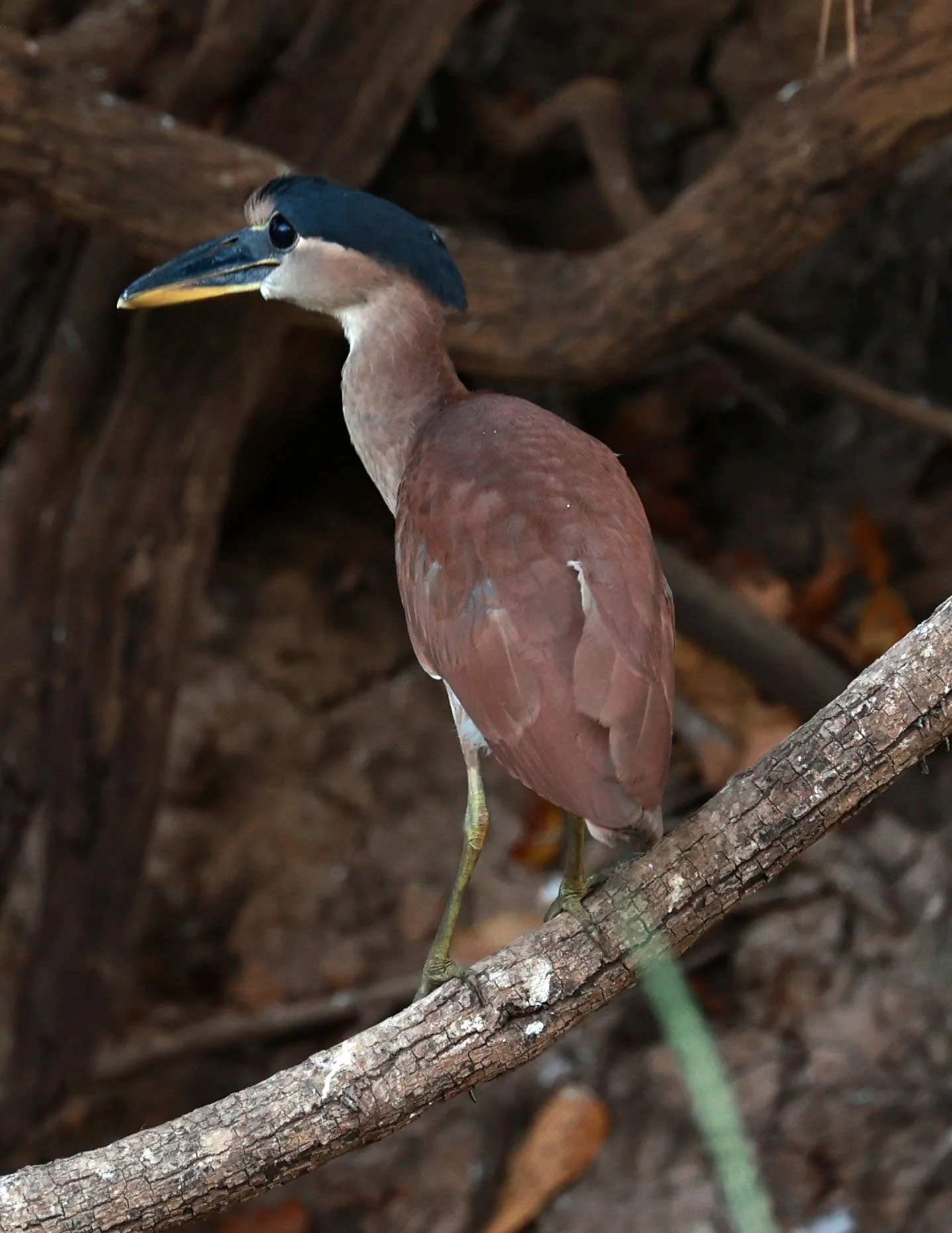 Heron - Boat-billed Heron - Cochlearius cochlearius - Pantanal, Encontro das Águas State Park, Porto Jo (16).jpg