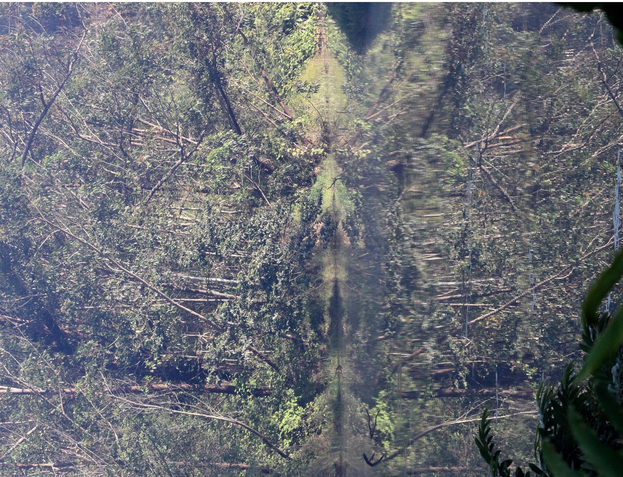 MANTADIA NATIONAL PARK MADAGASCAR (2).JPG