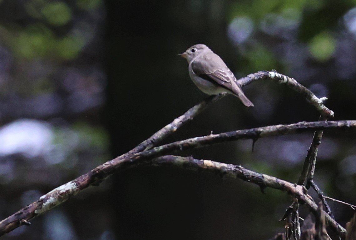 FLYCATCHER - ASIAN BROWN FLYCATCHER - Muscicapa dauurica - KAENG KRACHAN NATIONAL PARK 18 OCT 2021 (1 (17).jpg