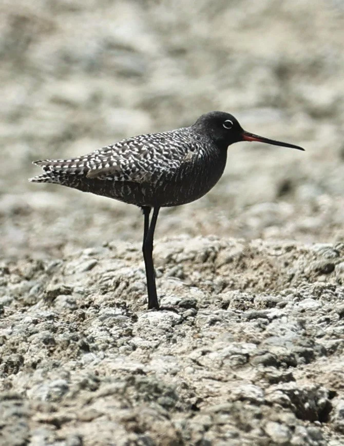 REDSHANK - SPOTTED REDSHANK - Tringa erythropus - CHACHOENGSAO SALT PONDS SALT CAFE MAY 7 2022 (86).jpg