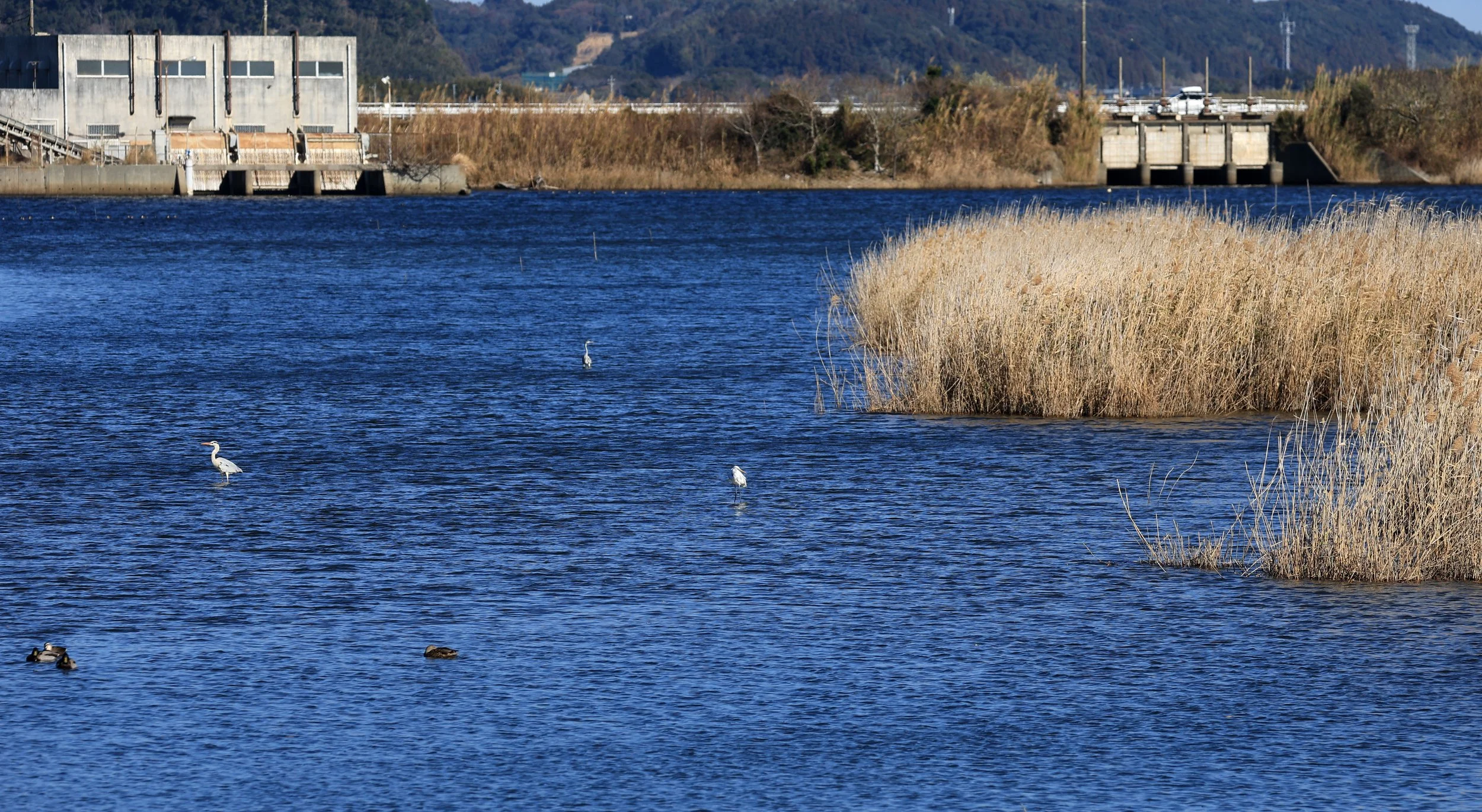 Shimotonda Sadowaracho Birding Ponds Miyazaki Kyushu Japan (57).jpg