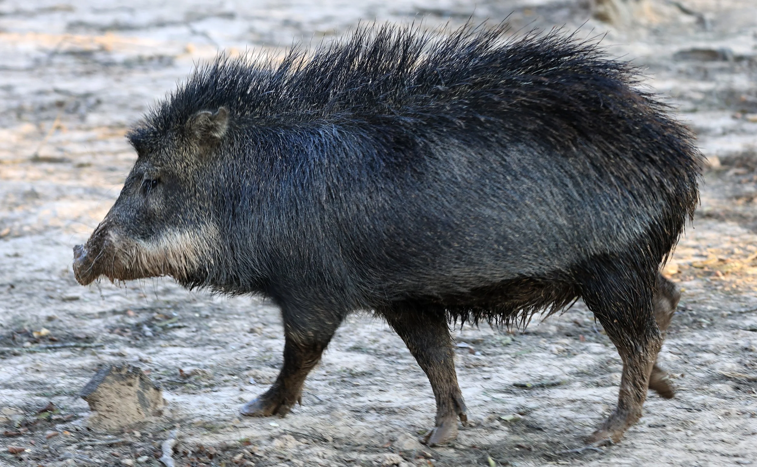 White-lipped Peccary (Tayassu pecari) 