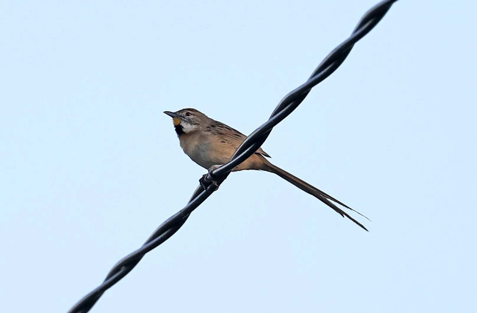 Chotoy Spinetail (Schoeniophylax phryganophilus) Hotel Iparoma Campestre Paraguay (3).jpg