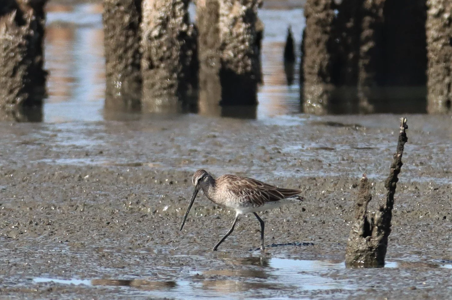 DOWITCHER - ASIAN DOWITCHER - Limnodromus semipalmatus - Mangrove Forest Research Center Samut Sakhon (59).jpg