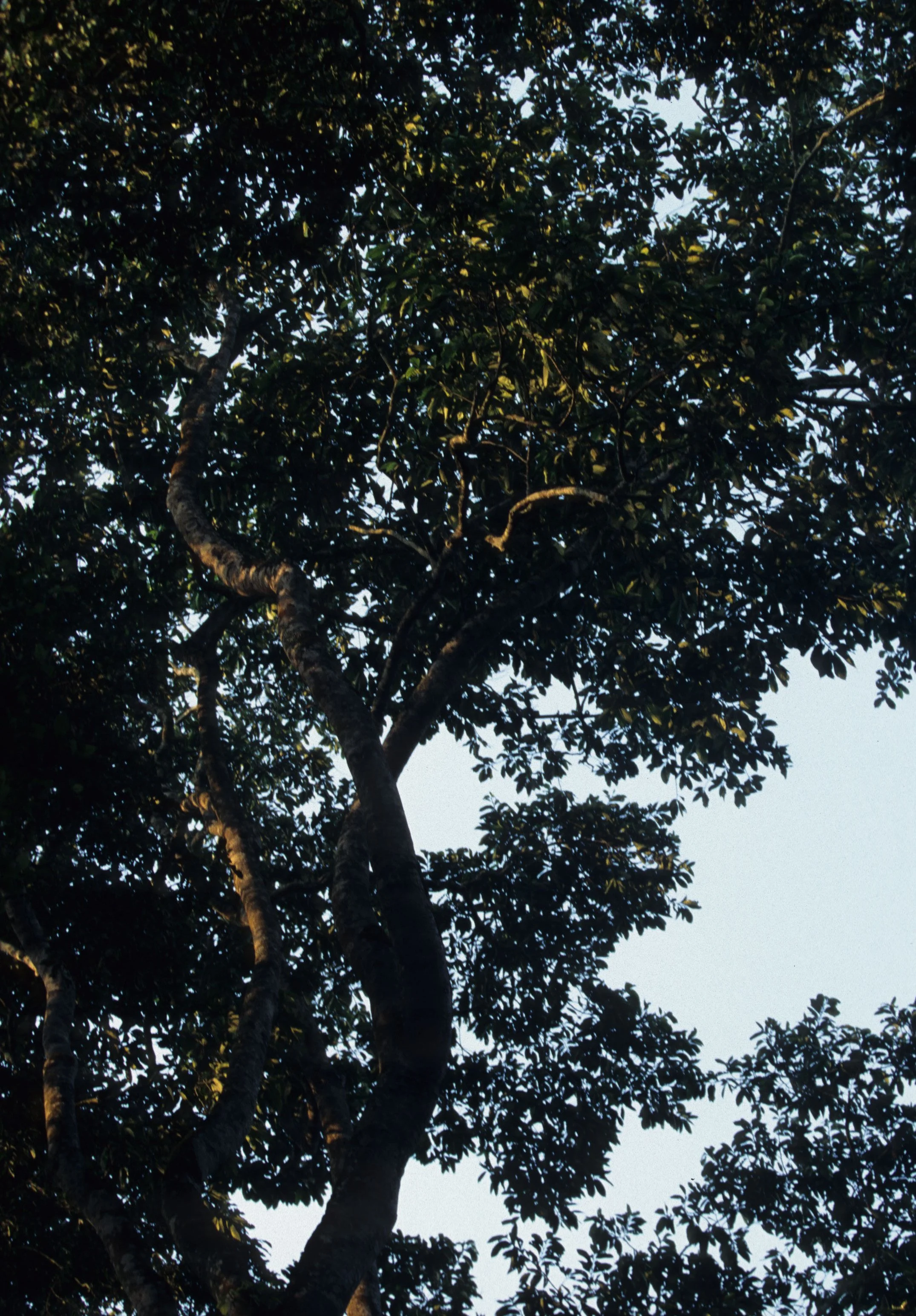 UGANDA - OLD GROWTH RAINFOREST A.jpg