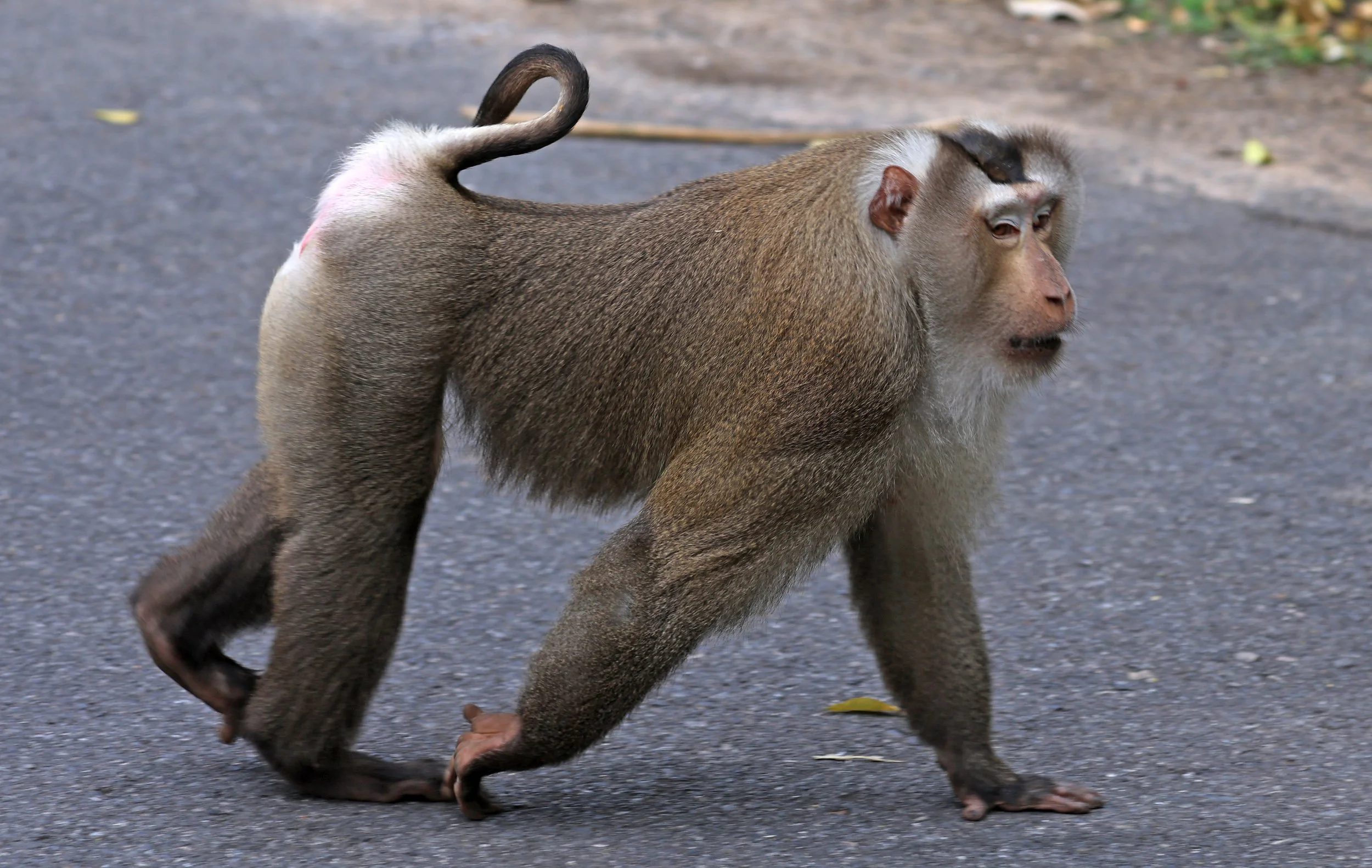 Northern Pig-tailed Macaque (Macaca leonina) Khao Yai National Park Feb 2026 Day 3 (12).jpg