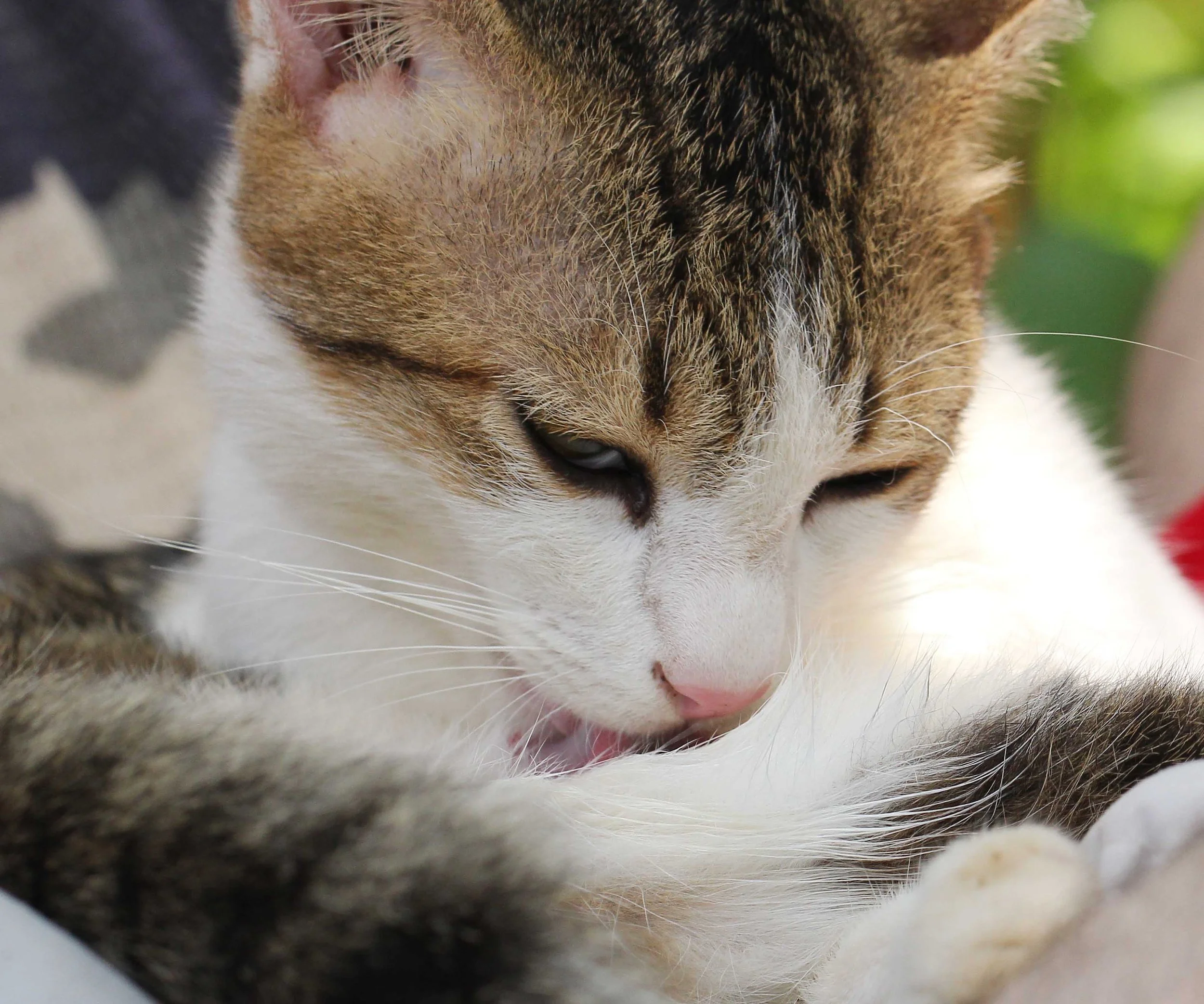 2015 Koh Lanta Songkran with friends from ISB (731).JPG