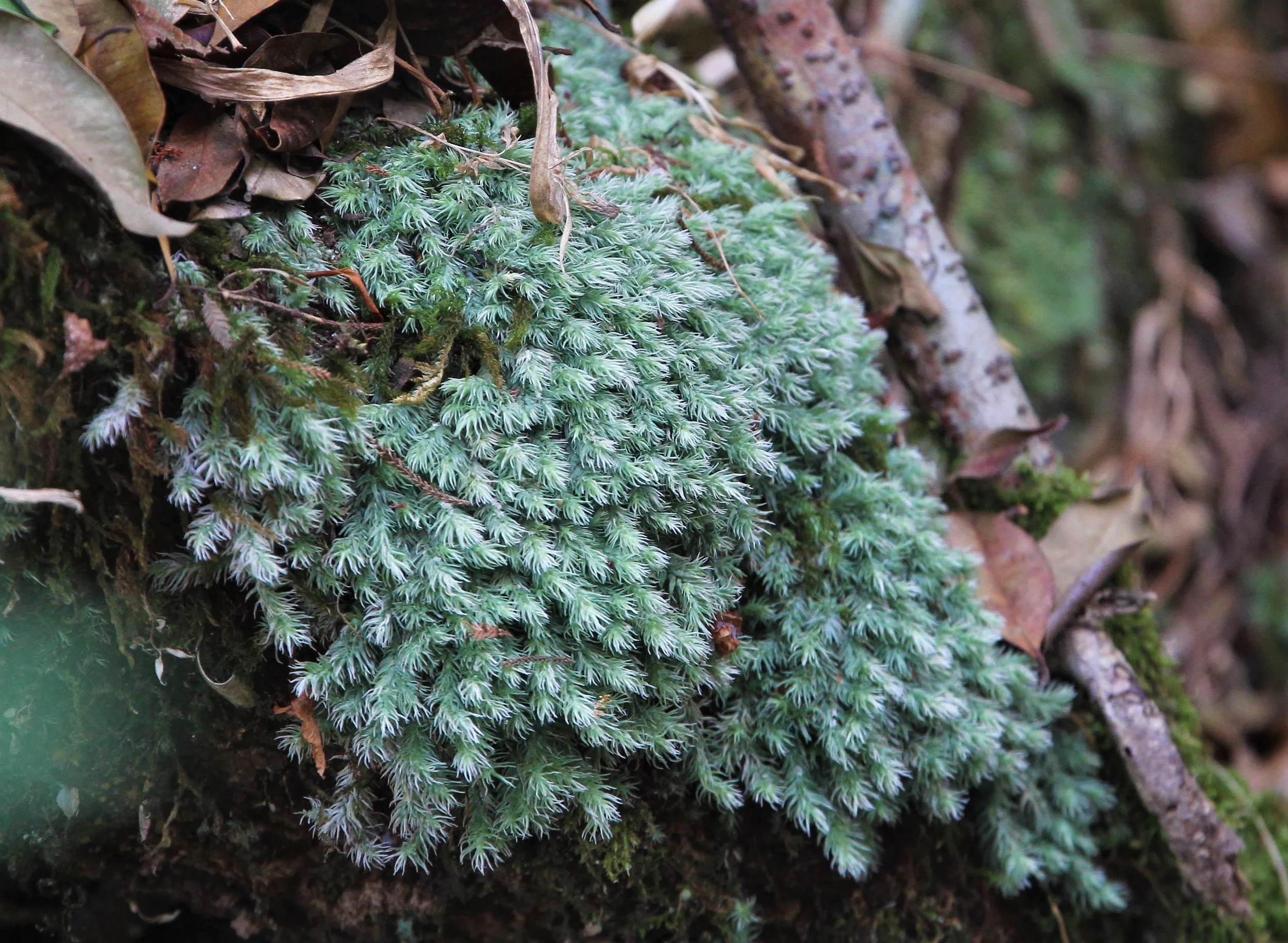 Milky Moss (Leucobryum javense) is a common moss species at Pha Diew Dai and requires cool moist conditions to thrive.