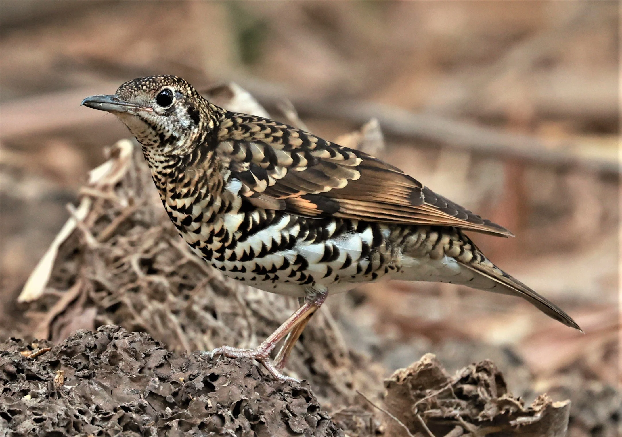 White's Thrush (Zoothera aurea) Putthamonthon Park Nakhon Pathom Thailand (143).jpg
