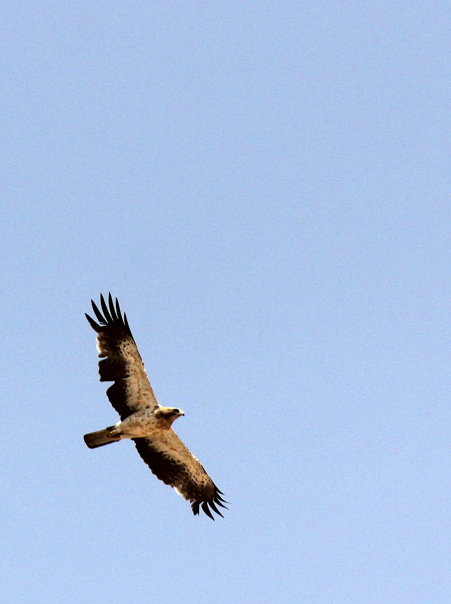 Hieraaetus pennatus - BOOTED EAGLE - NEAR GAFSA TUNISIA (13).JPG