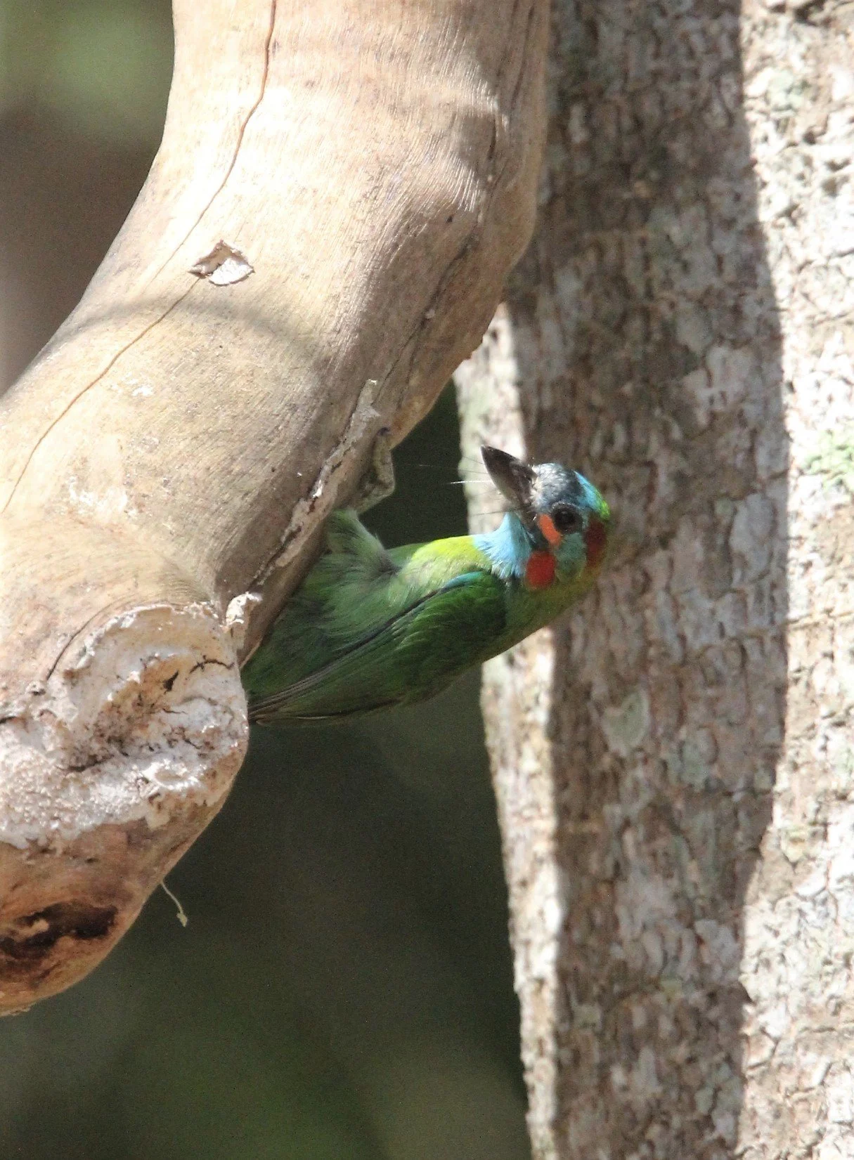 BARBET - BLUE-EARED BARBET - Megalaima australis - KAENG KRACHAN NP (2).jpg