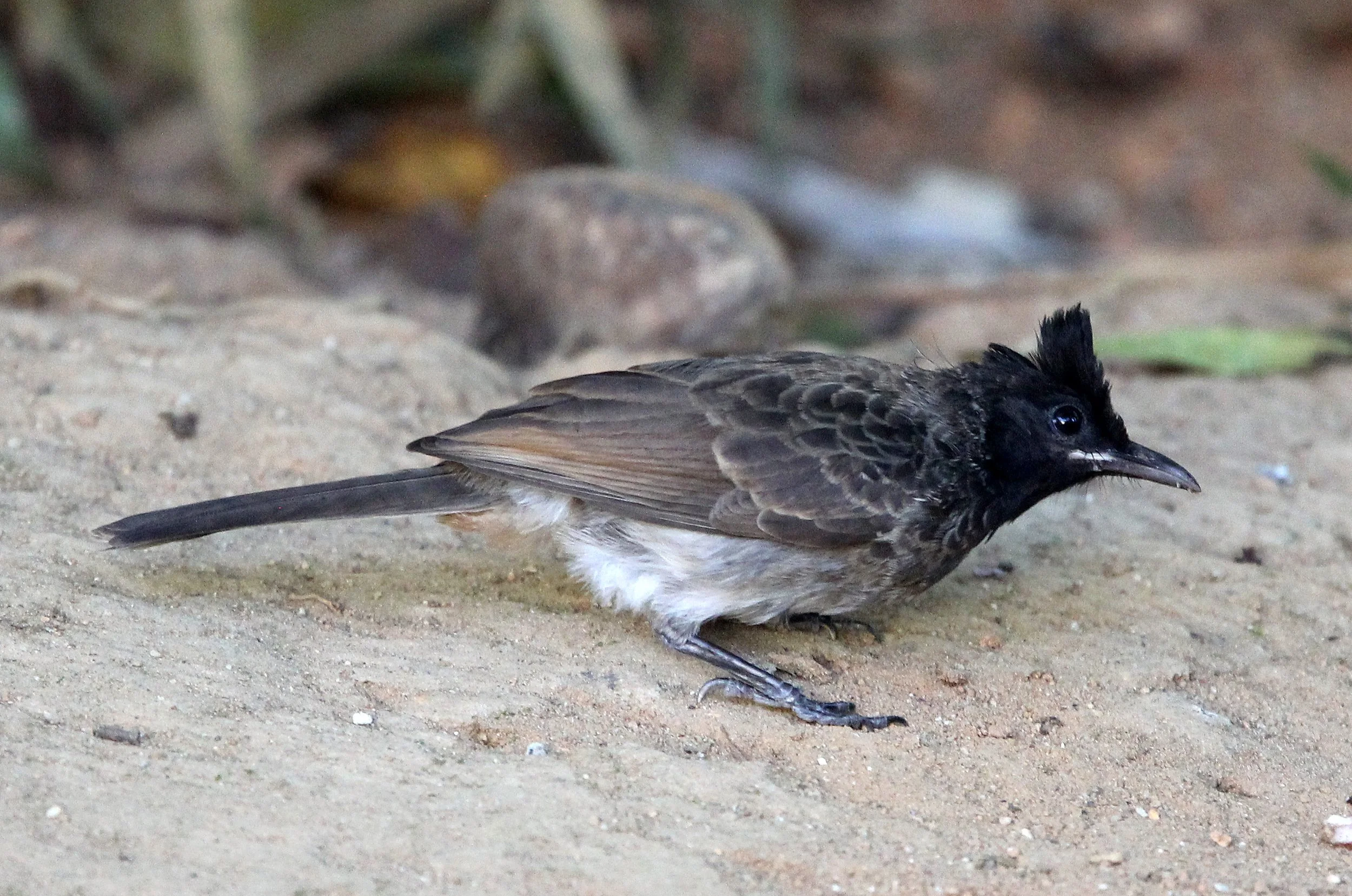 BULBUL - RED-VENTED BULBUL - Pycnonotus cafer - KITULGALA NATIONAL FOREST RESERVE SRI LANKA (13).JPG