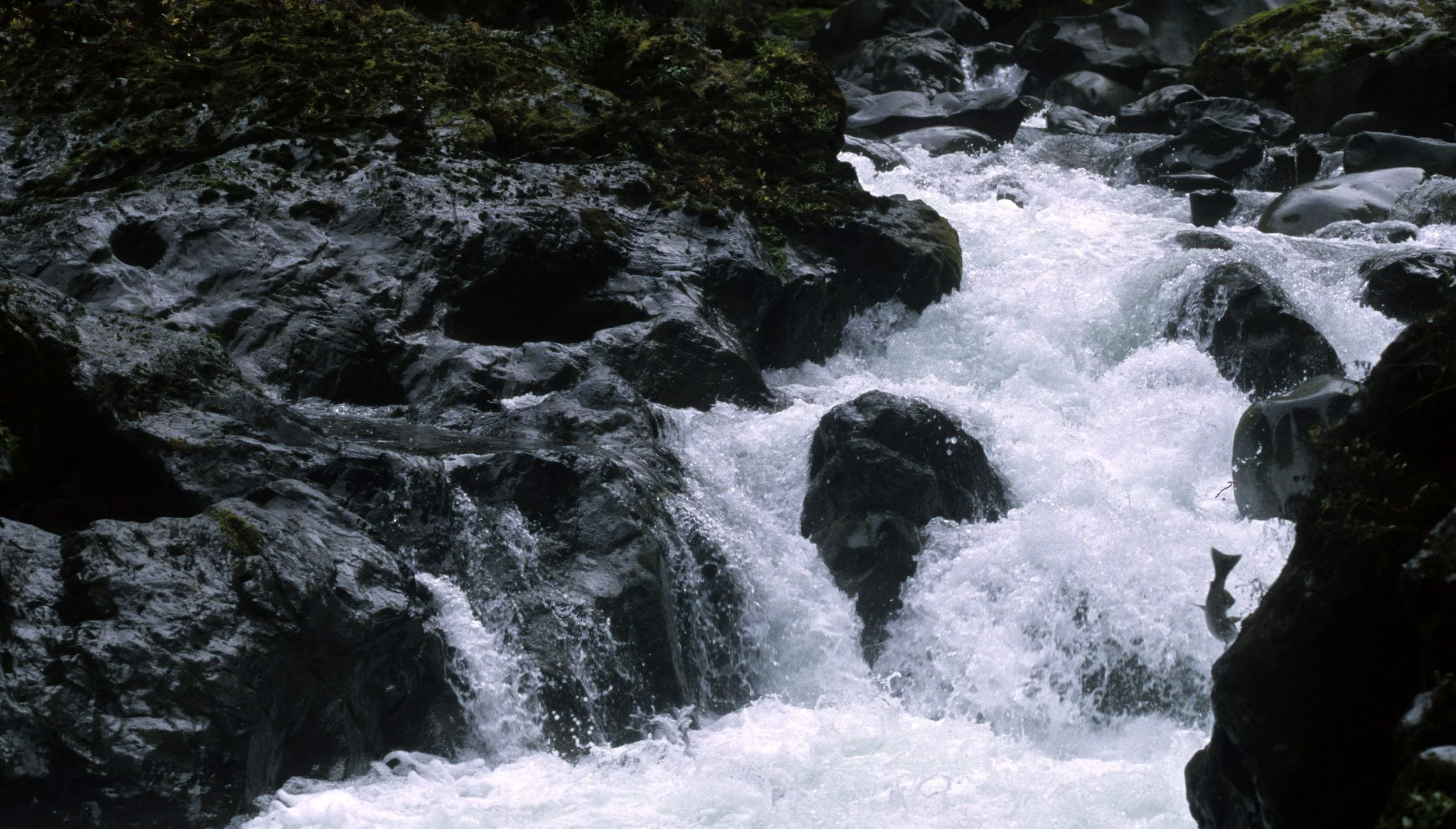 FISH - SALMON - COHO SALMON - SALMON CASCADES ON SOL DUC RIVER (33).jpg