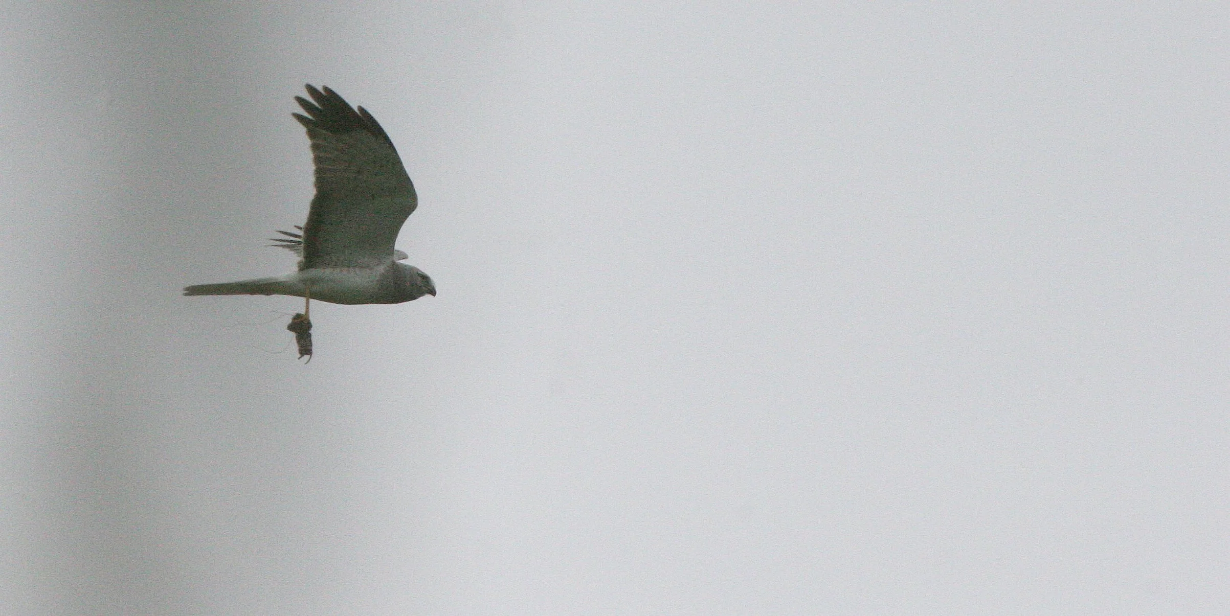 BIRD - HAWK - NORTHERN HARRIER - JAMESTOWN WASHINGTON (7).JPG