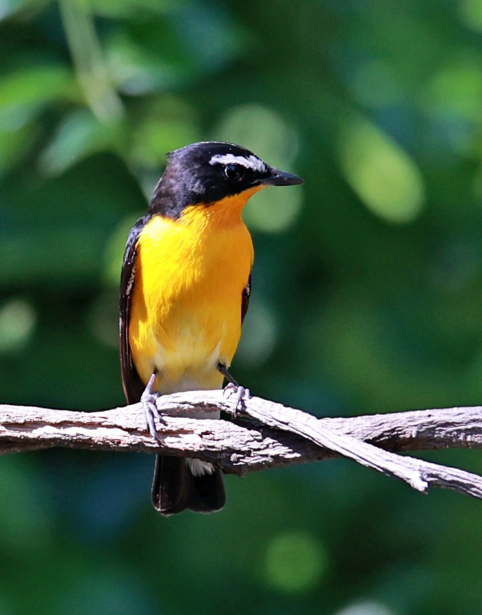 Flycatcher - Yellow-rumped Flycatcher - Ficedula zanthopygia - Bang Pu Mangrove Forest Reserve, Samut Prakan March 30, 2024 (42).jpg