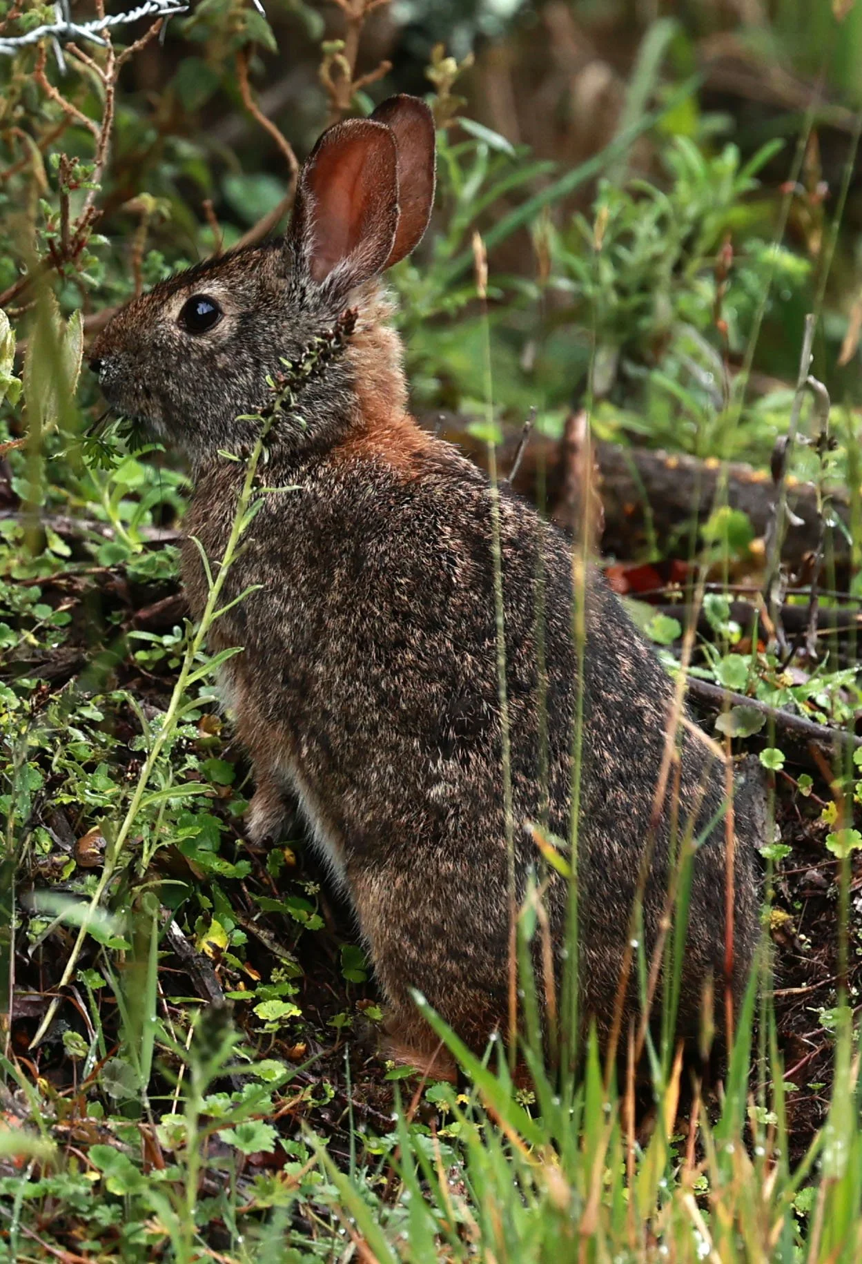 Genus Sylvilagus - Common & Andean Tapeti — Coke Smith Wildlife