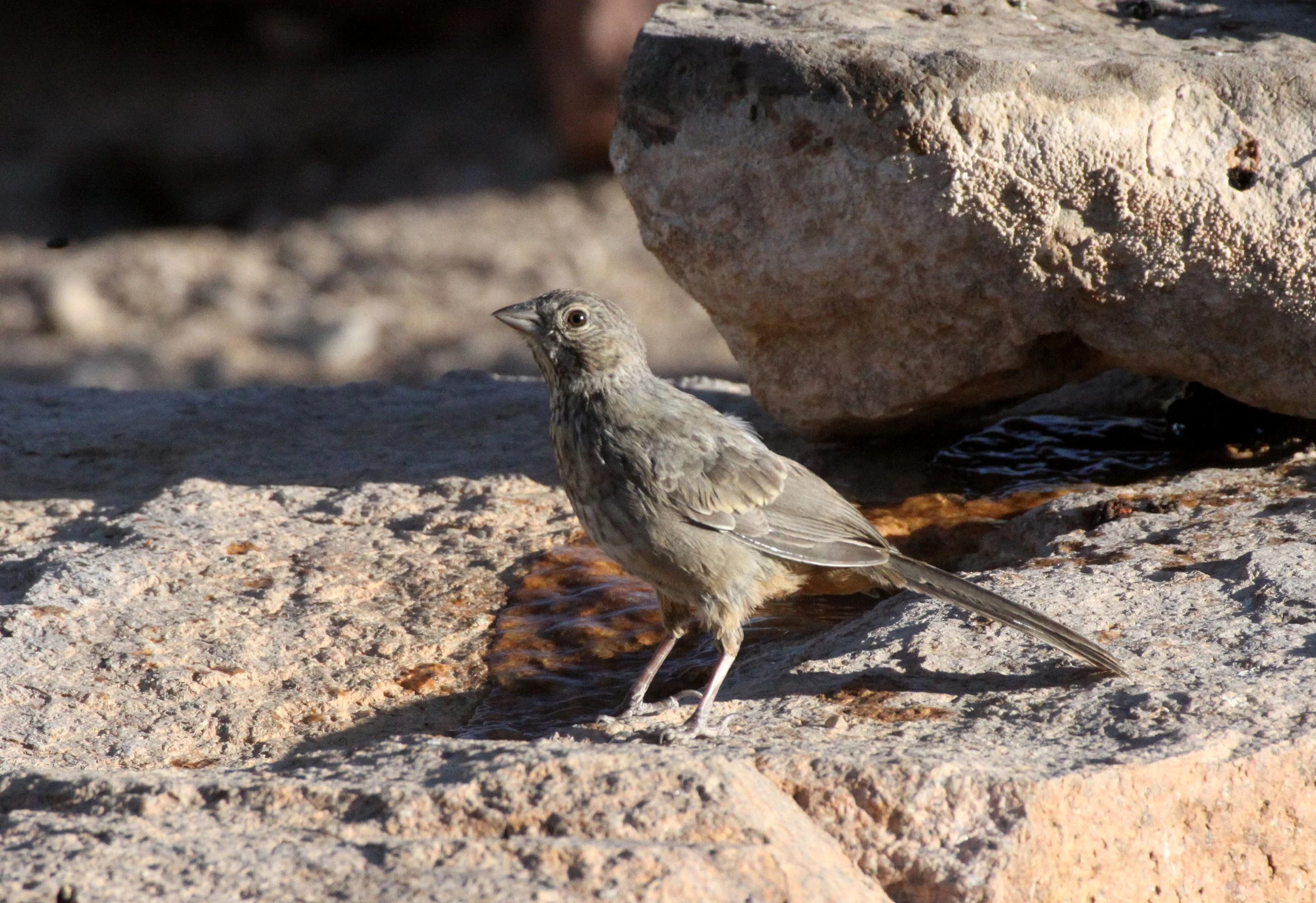 Canyon Towhee (Melozone fusca) Franklin Mountains State Park Texas (2).JPG