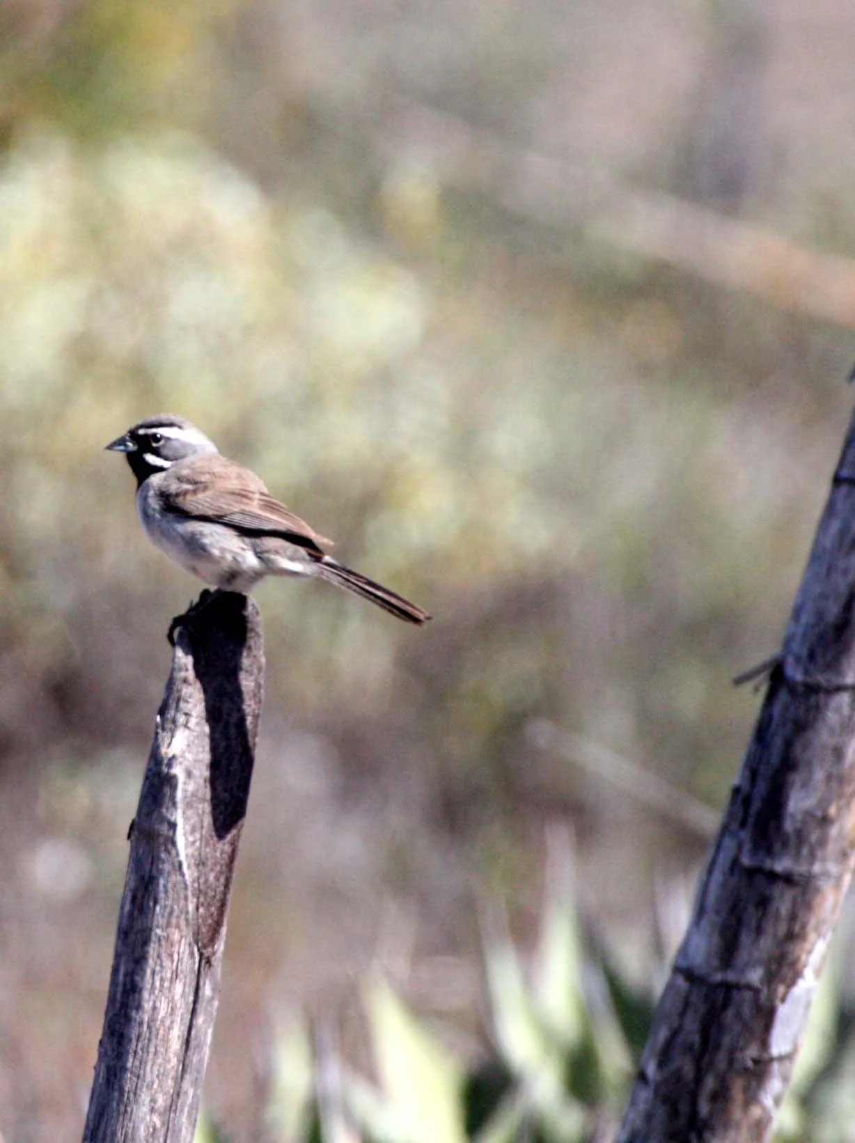 Black-throated Sparrow (Amphispiza bilineata) Catavina Desert Baja Mexico (13).JPG