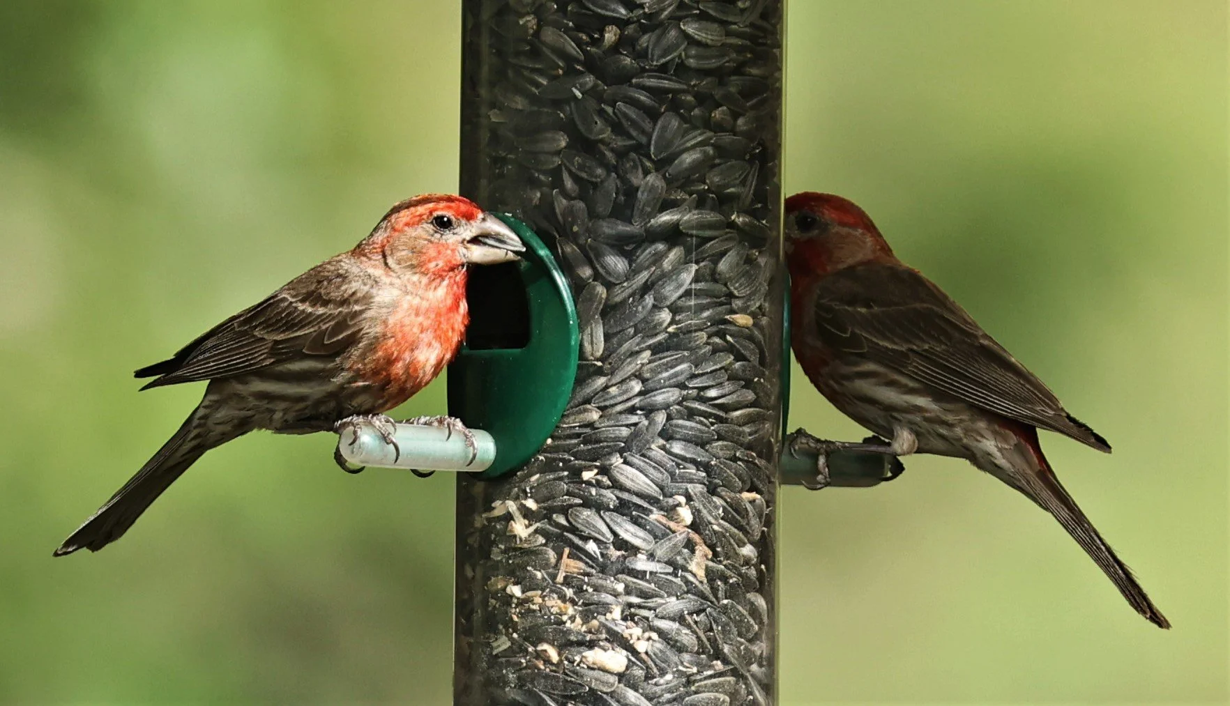 House Finch (Haemorhous mexicanus) Cave Creek Arizona (13).jpg